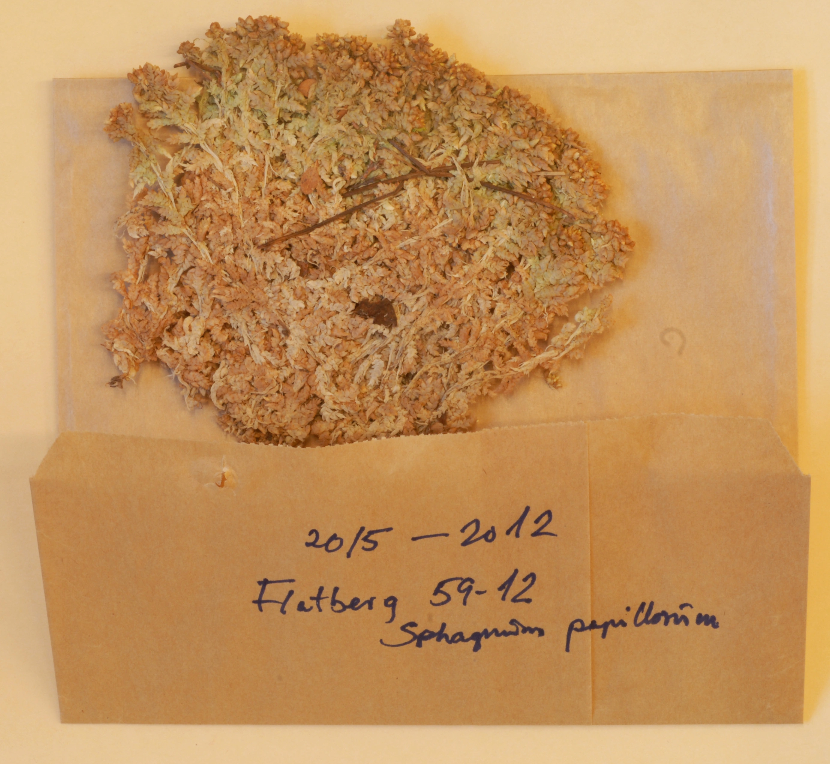 : Sphagnum (Sphagnum) papillosum.