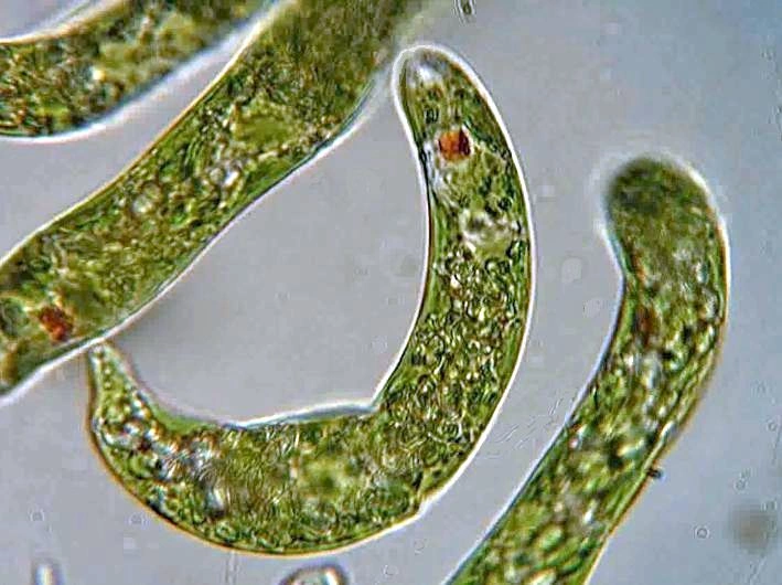 : Euglena.