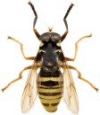 : Temnostoma vespiforme.