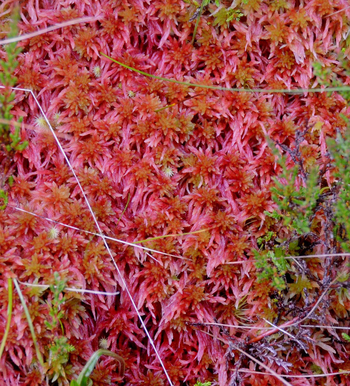 : Sphagnum (Acutifolia) skyense.