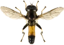 : Xylota segnis.