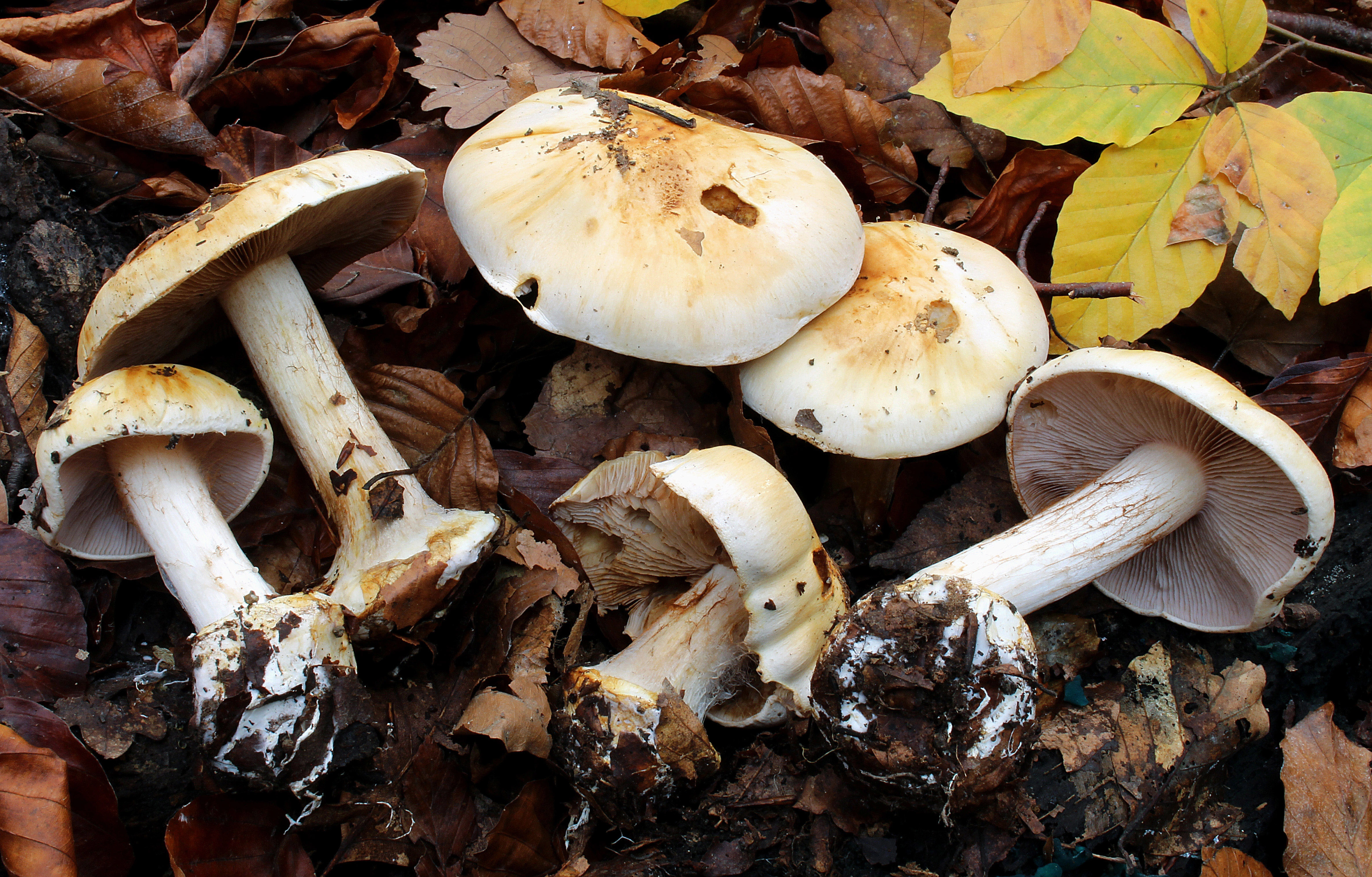 : Cortinarius albertii.