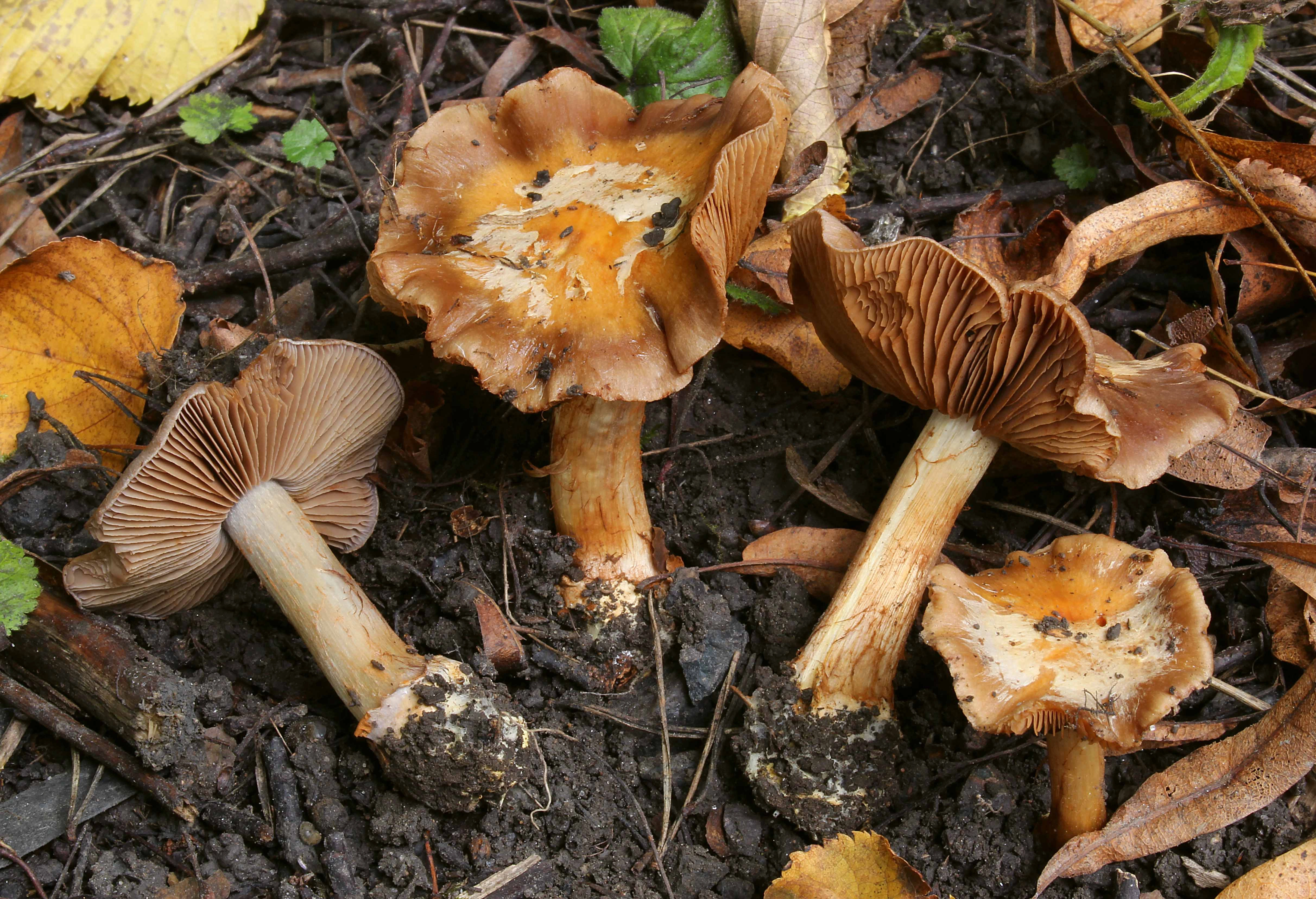 : Cortinarius arcifolius.