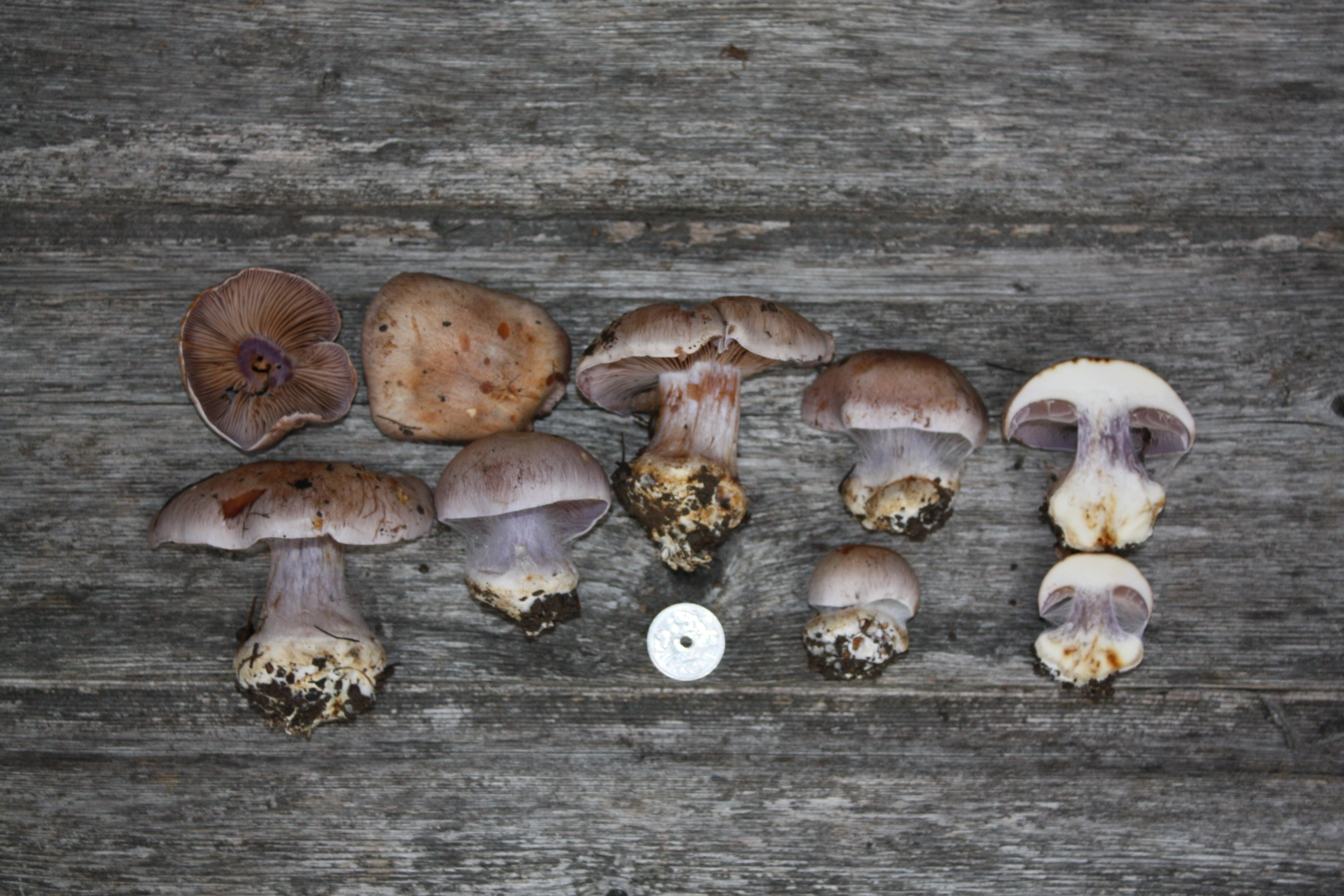 : Cortinarius caerulescentium.