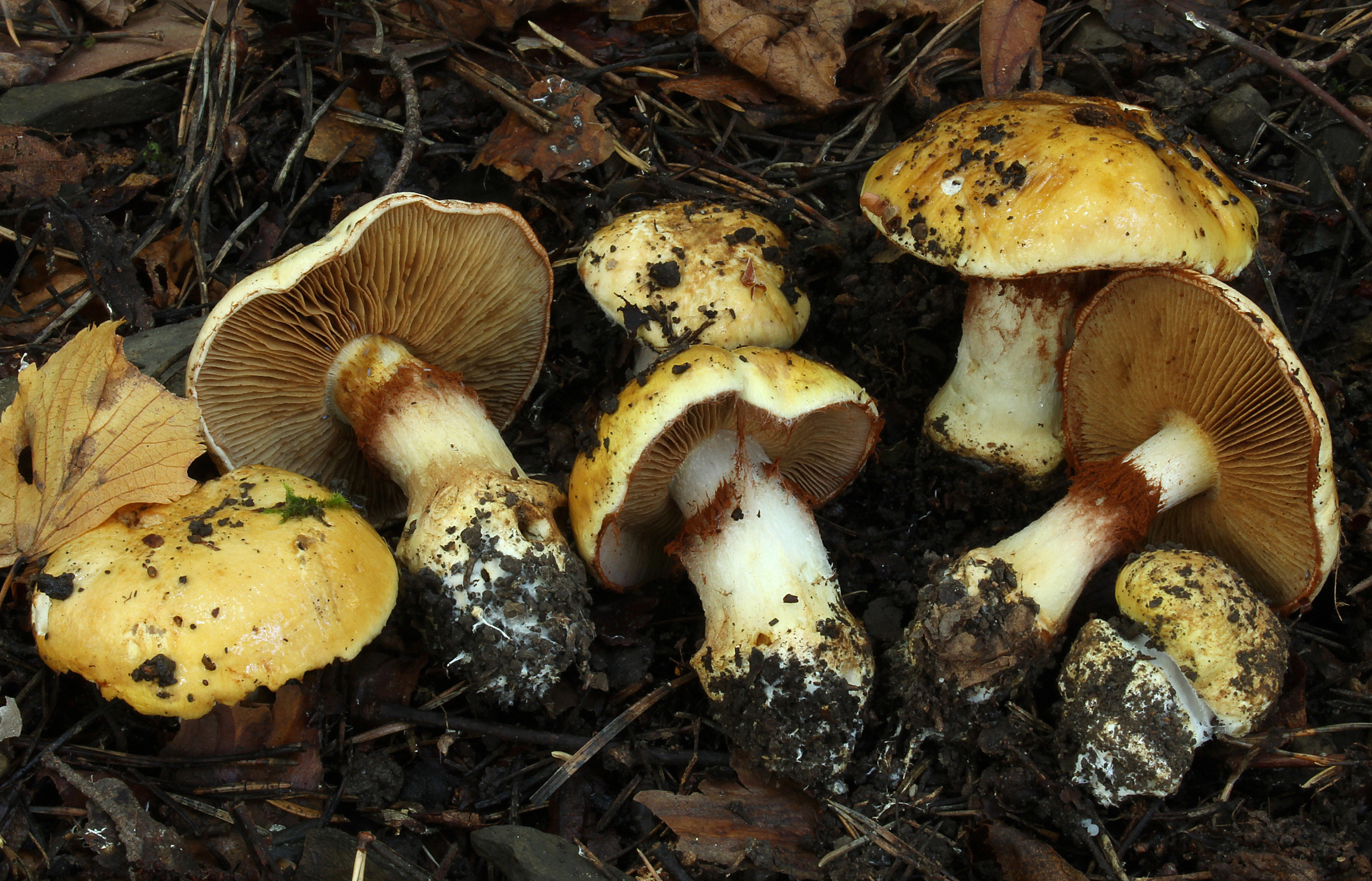 : Cortinarius caesiocortinatus.