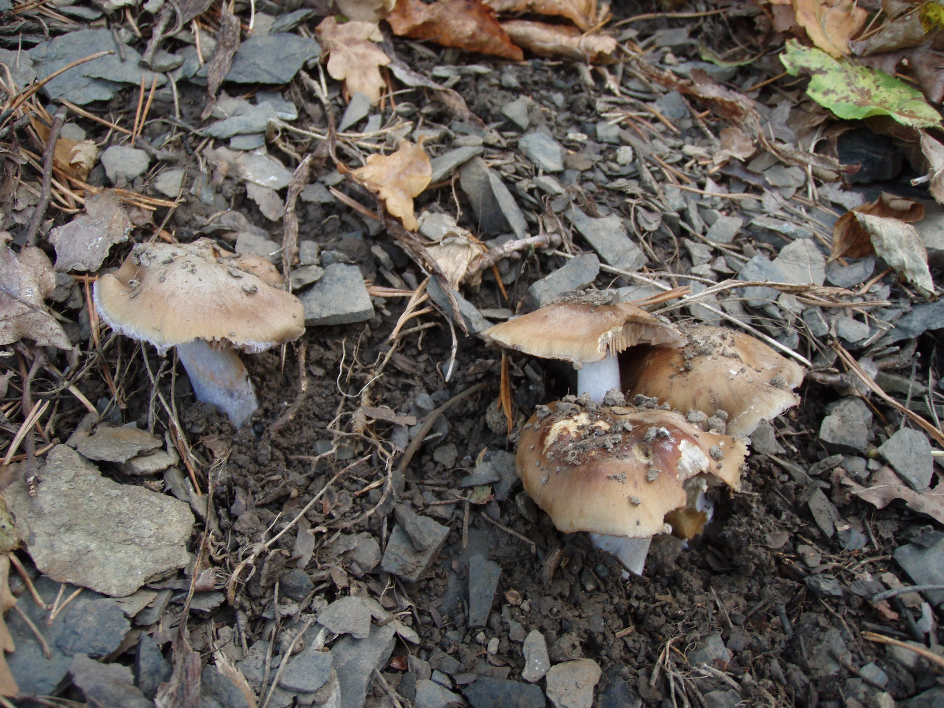 : Cortinarius marklundii.