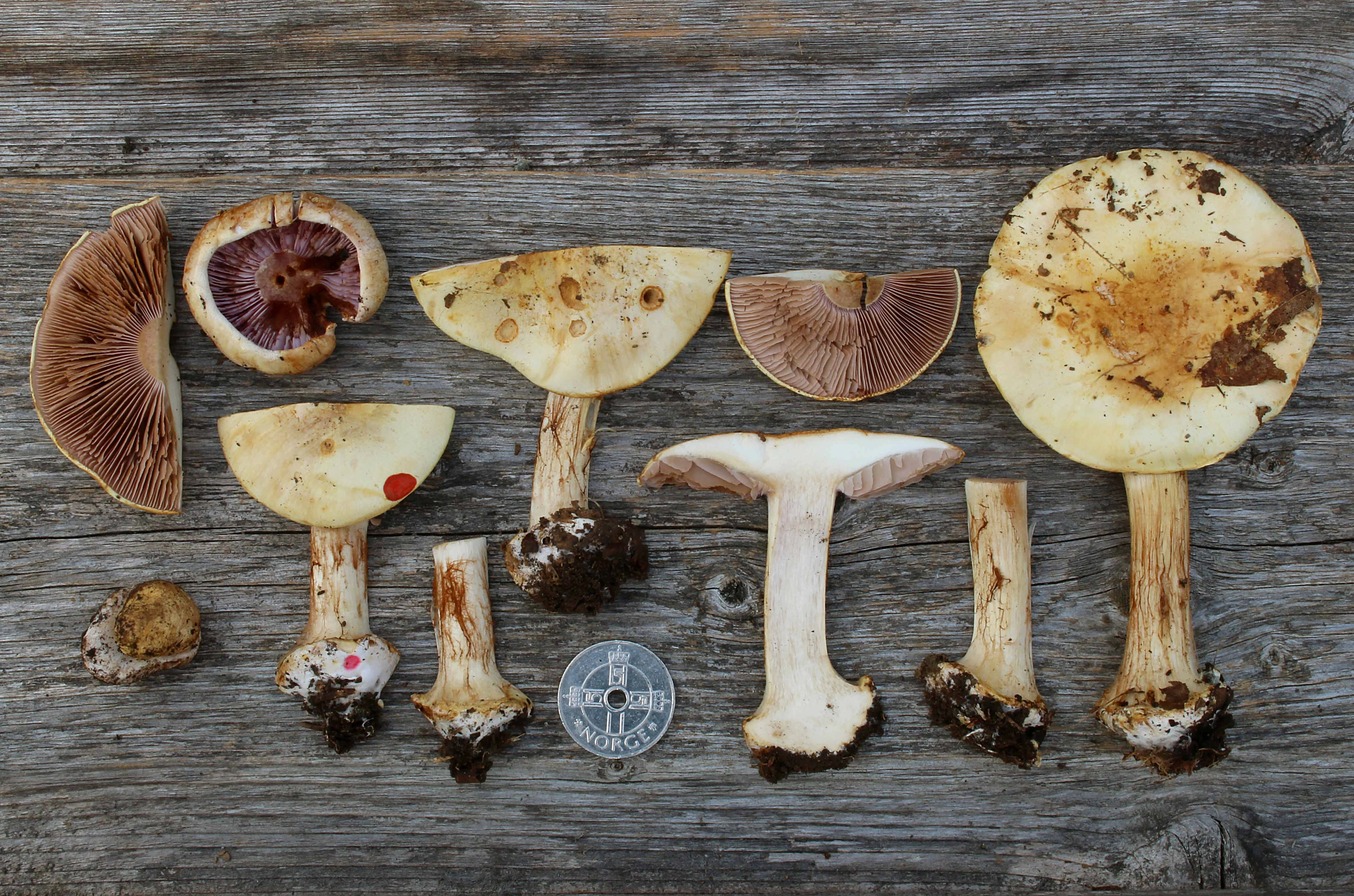 : Cortinarius catharinae.