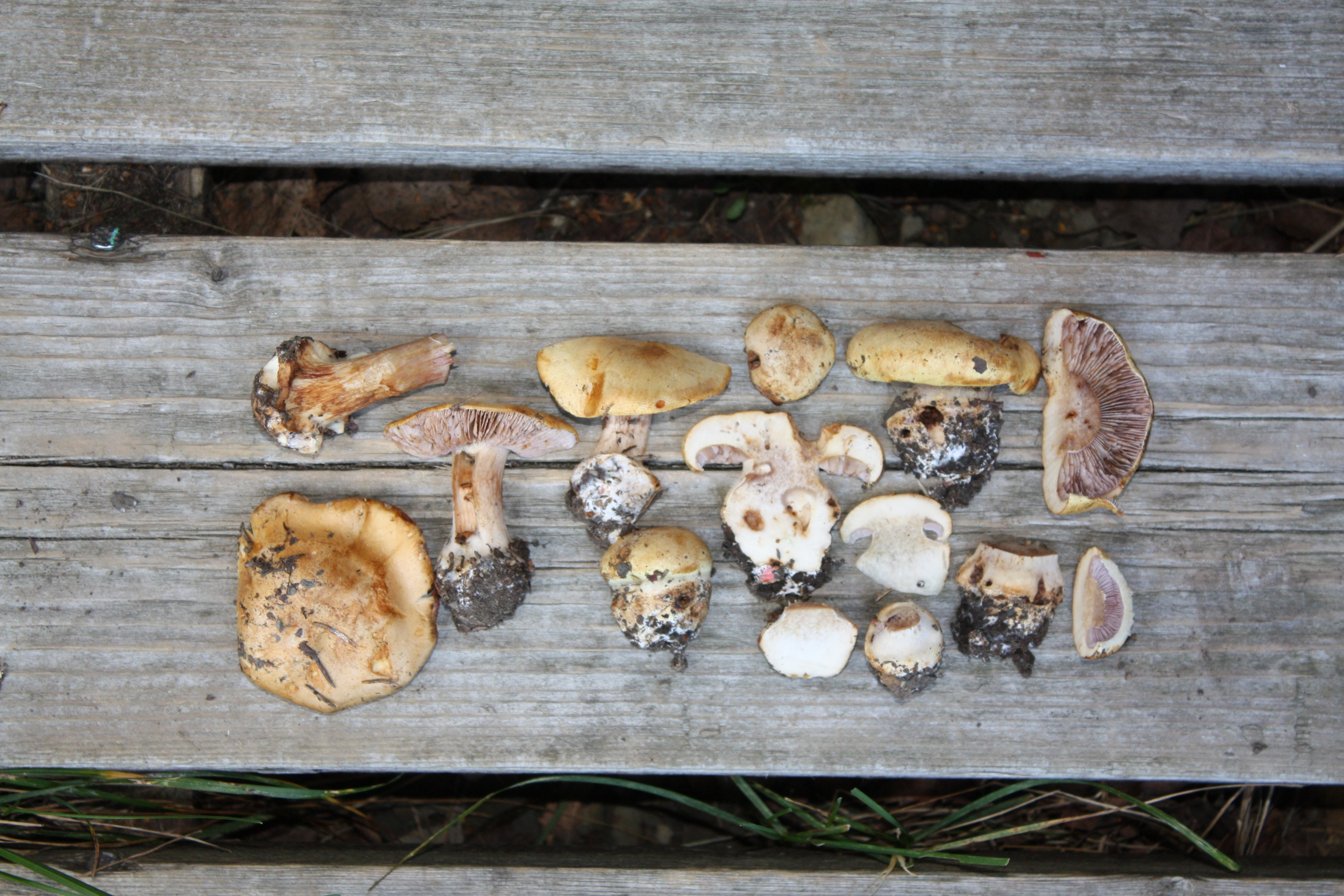 : Cortinarius cisticola.