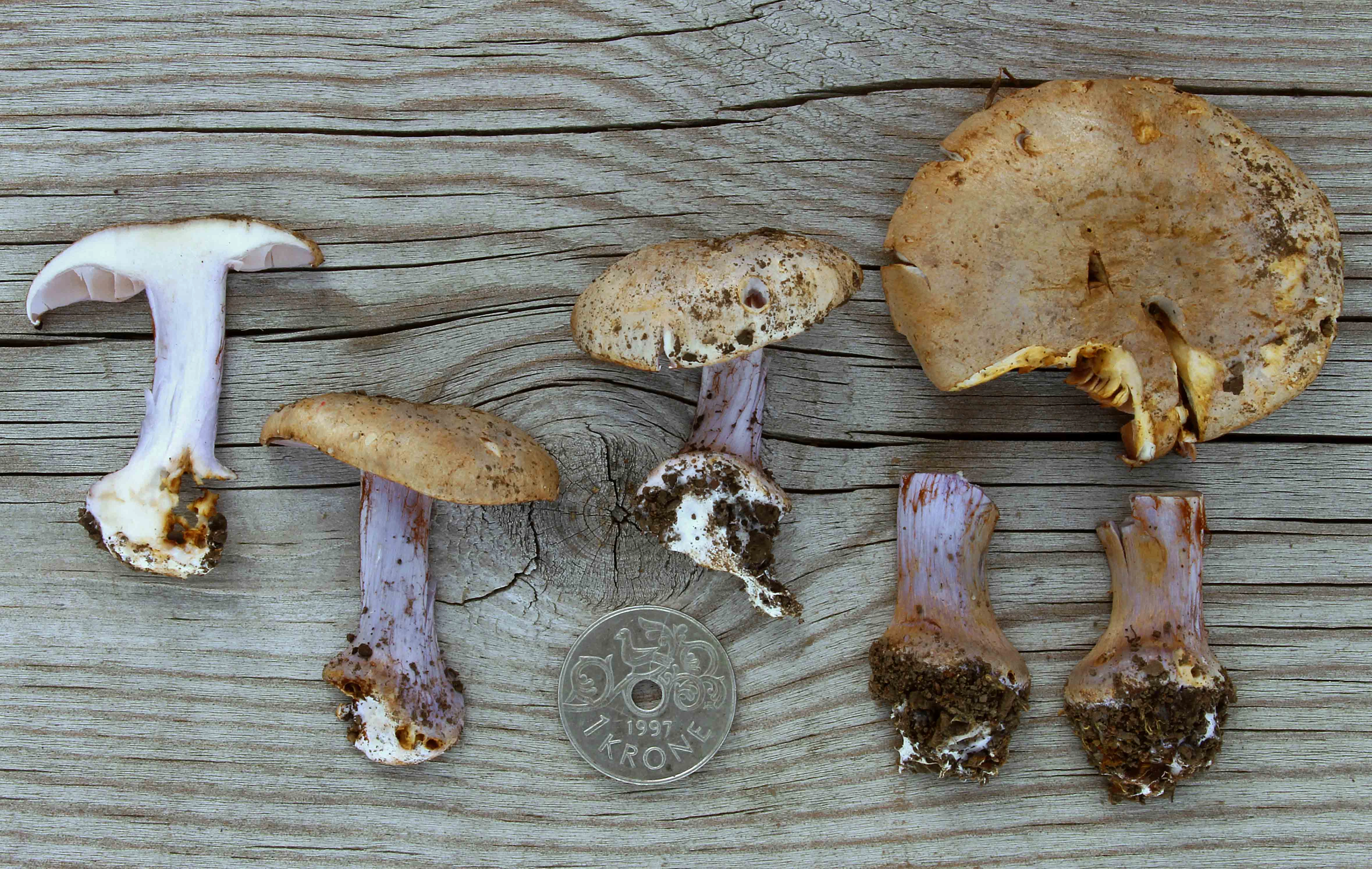 : Cortinarius cordatae.