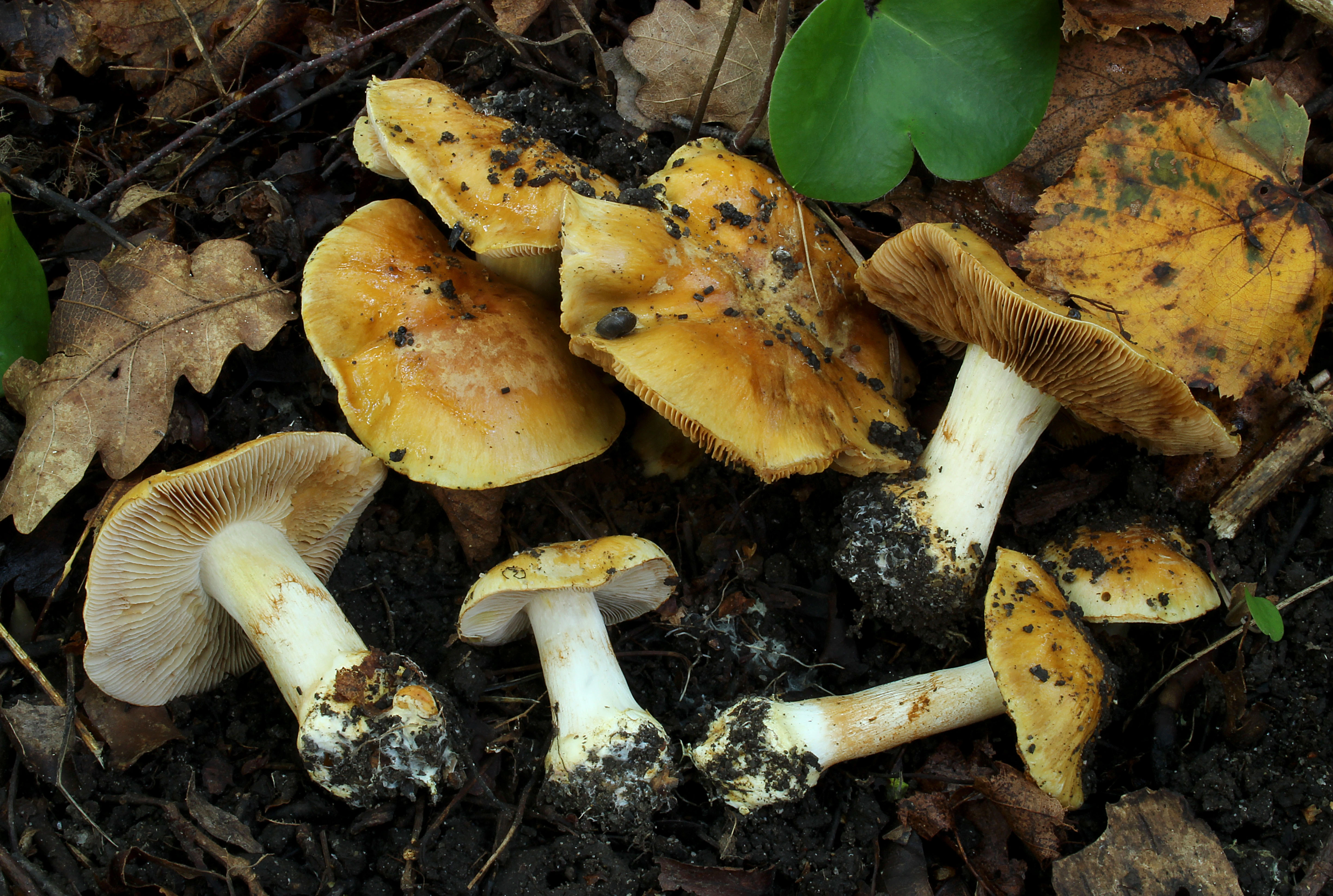 : Cortinarius cruentipellis.