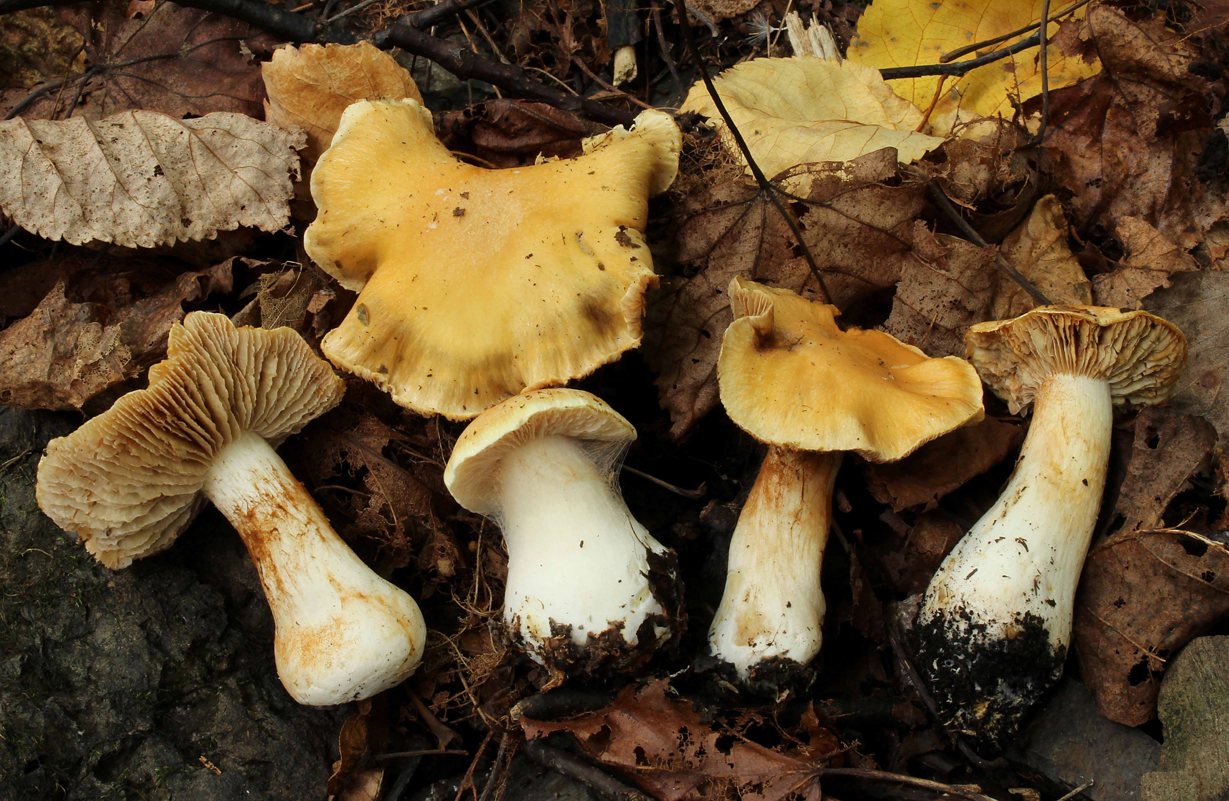 : Cortinarius gracilior.