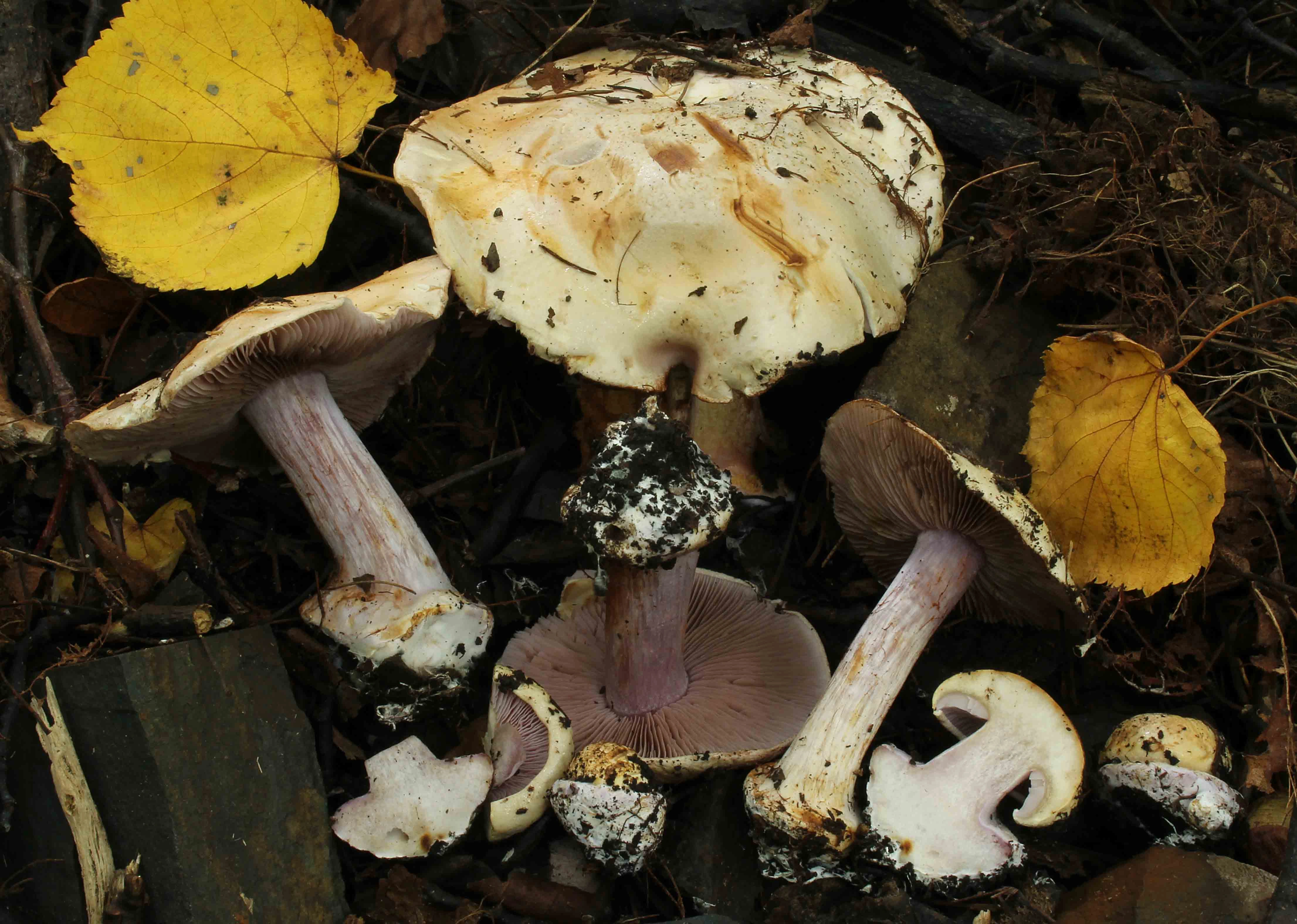 : Cortinarius insignibulbus.