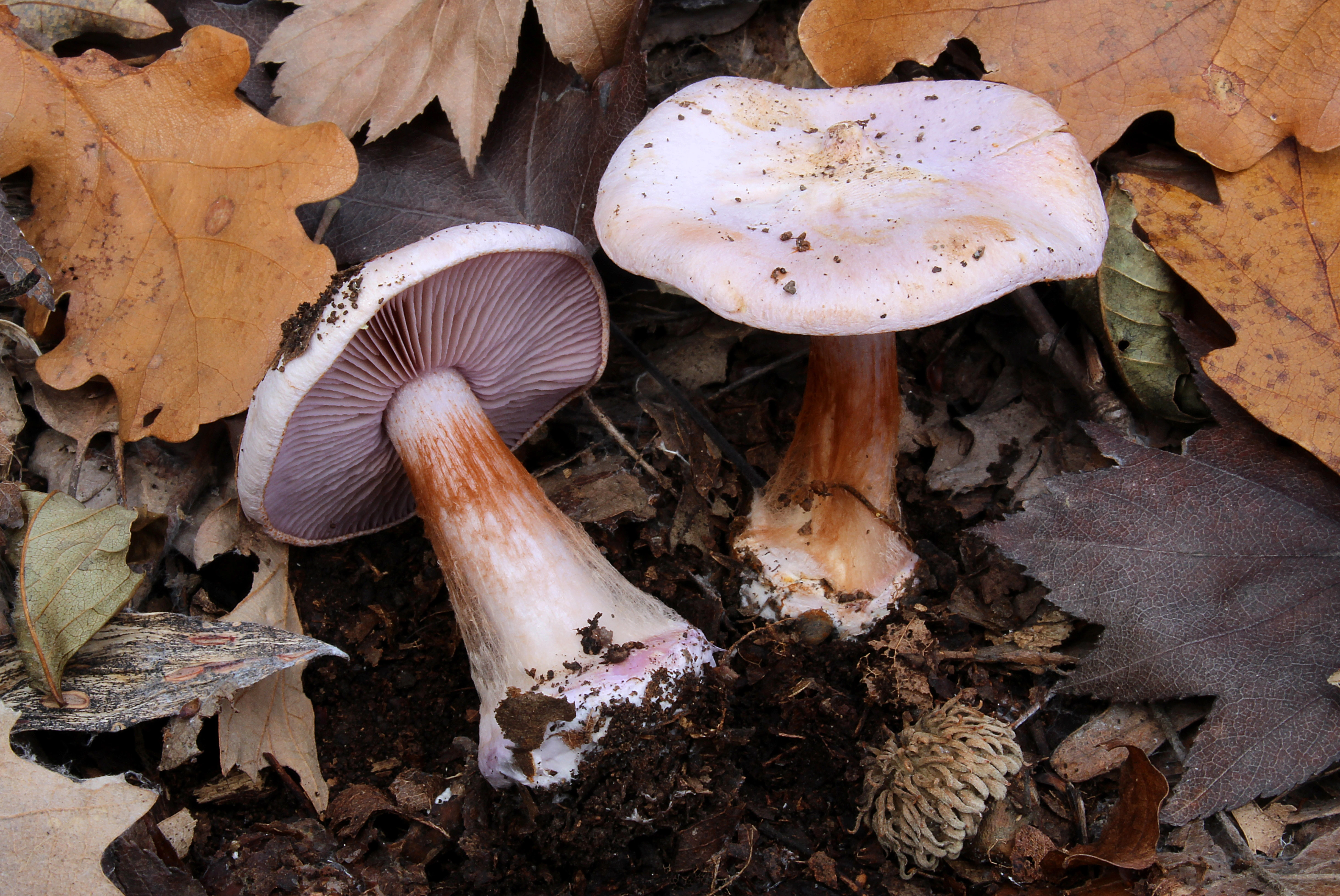 : Cortinarius molochinus.