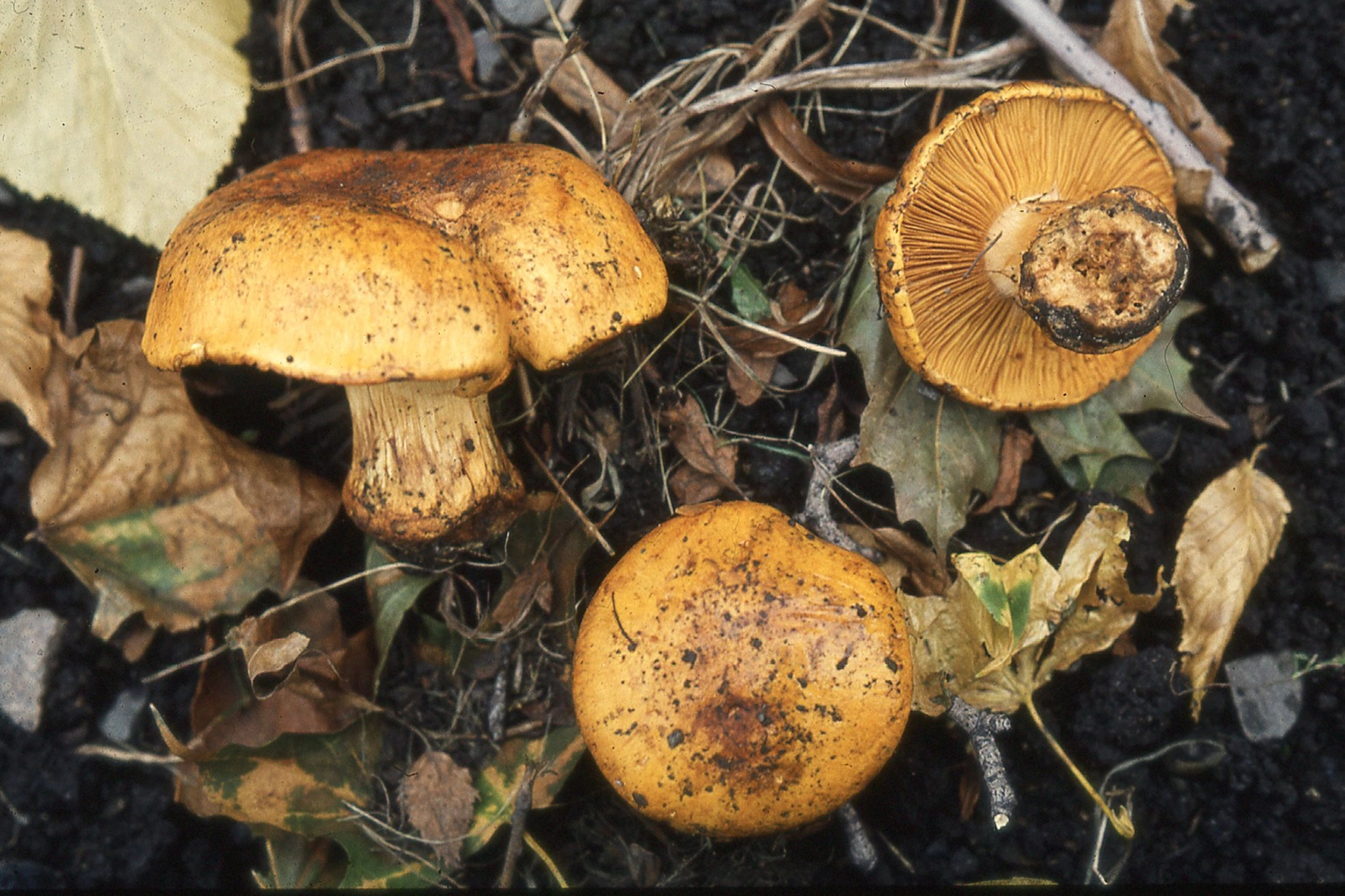 : Cortinarius olearioides.