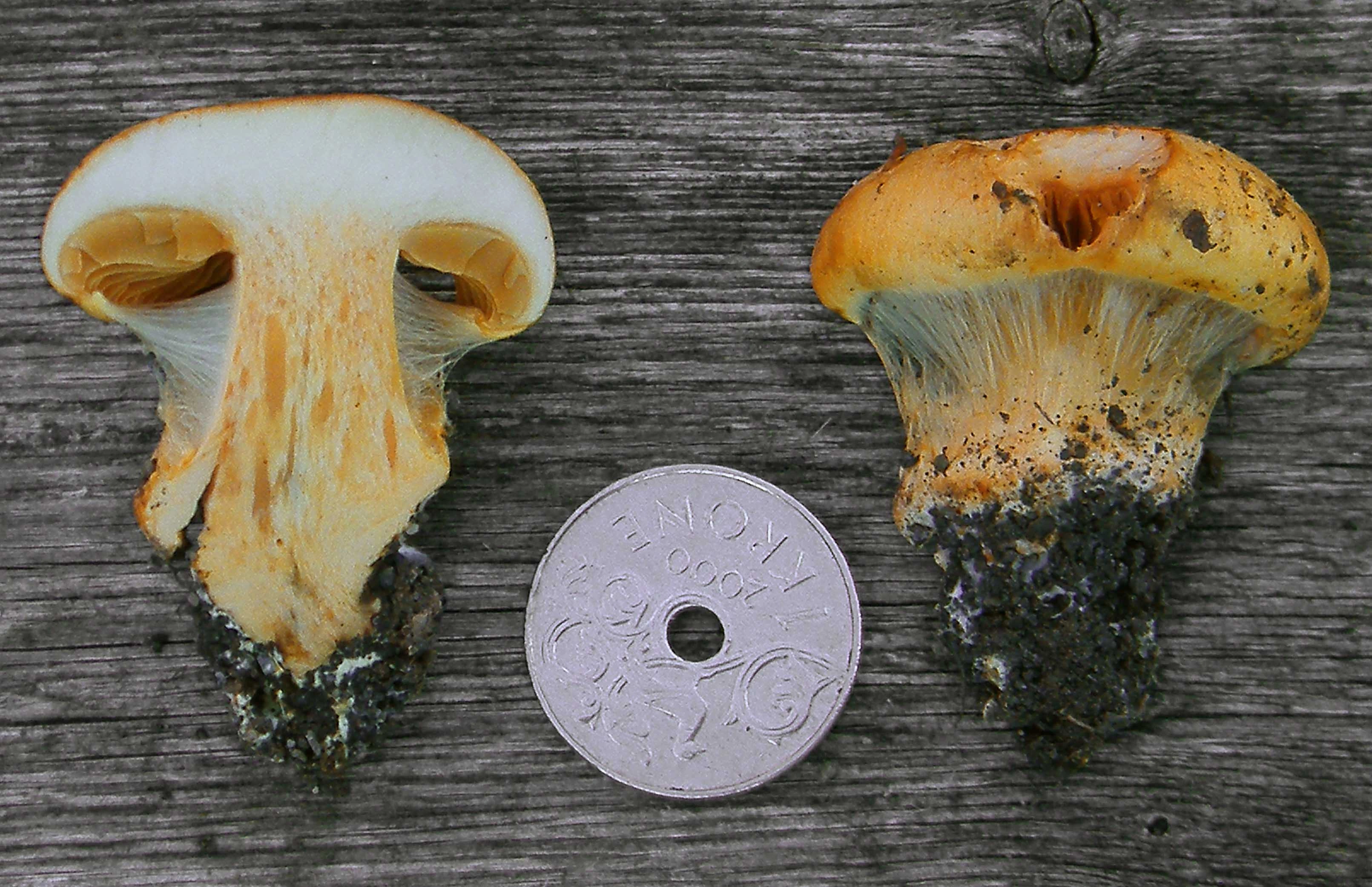 : Cortinarius olearioides.