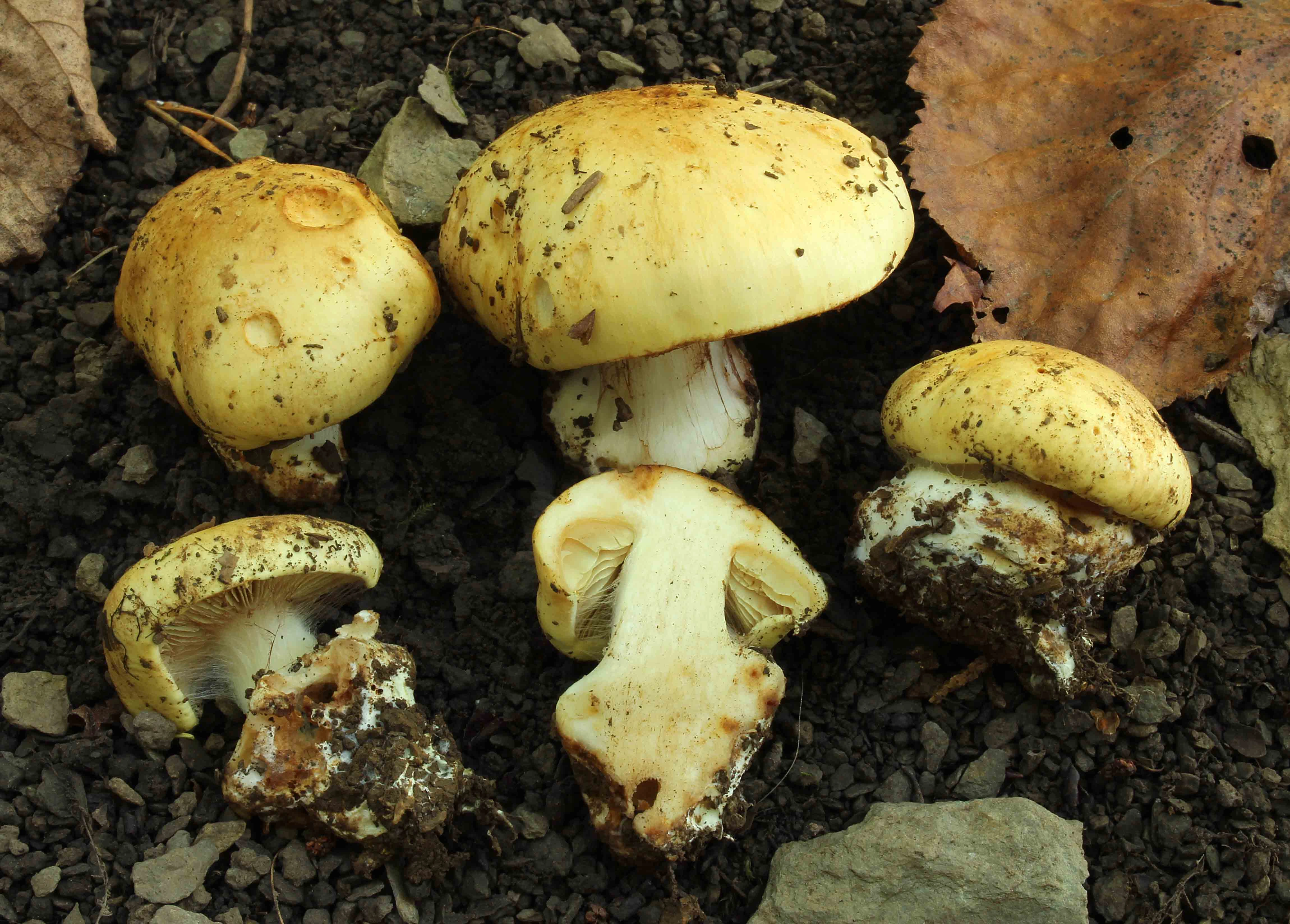 : Cortinarius osloensis.