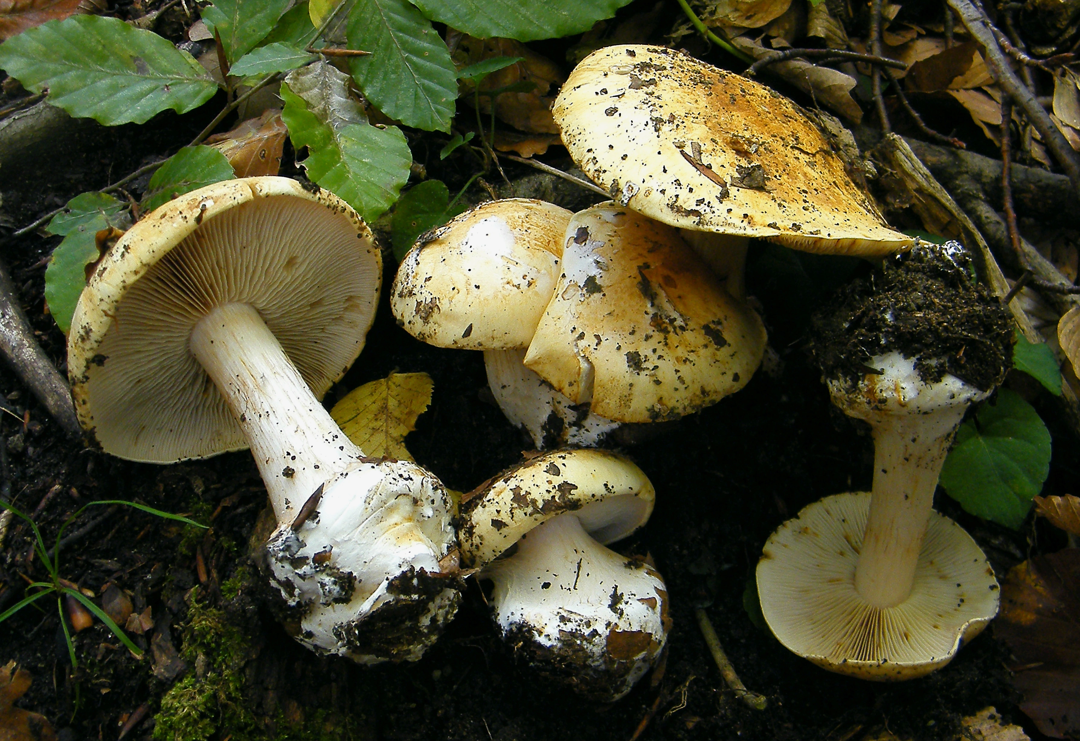 : Cortinarius osmophorus.