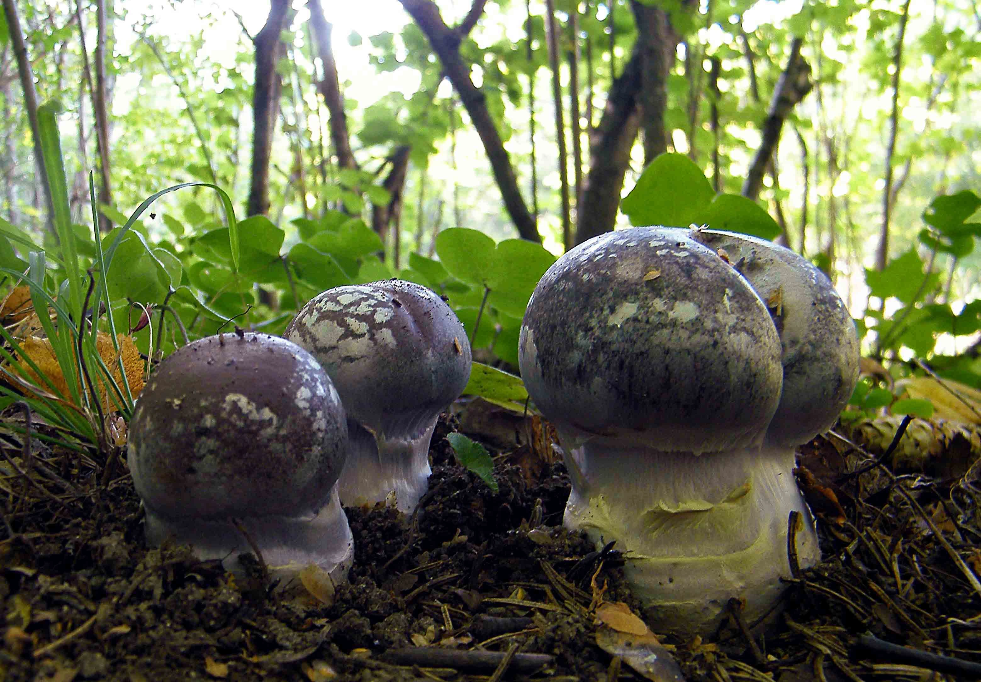 : Cortinarius praestans.