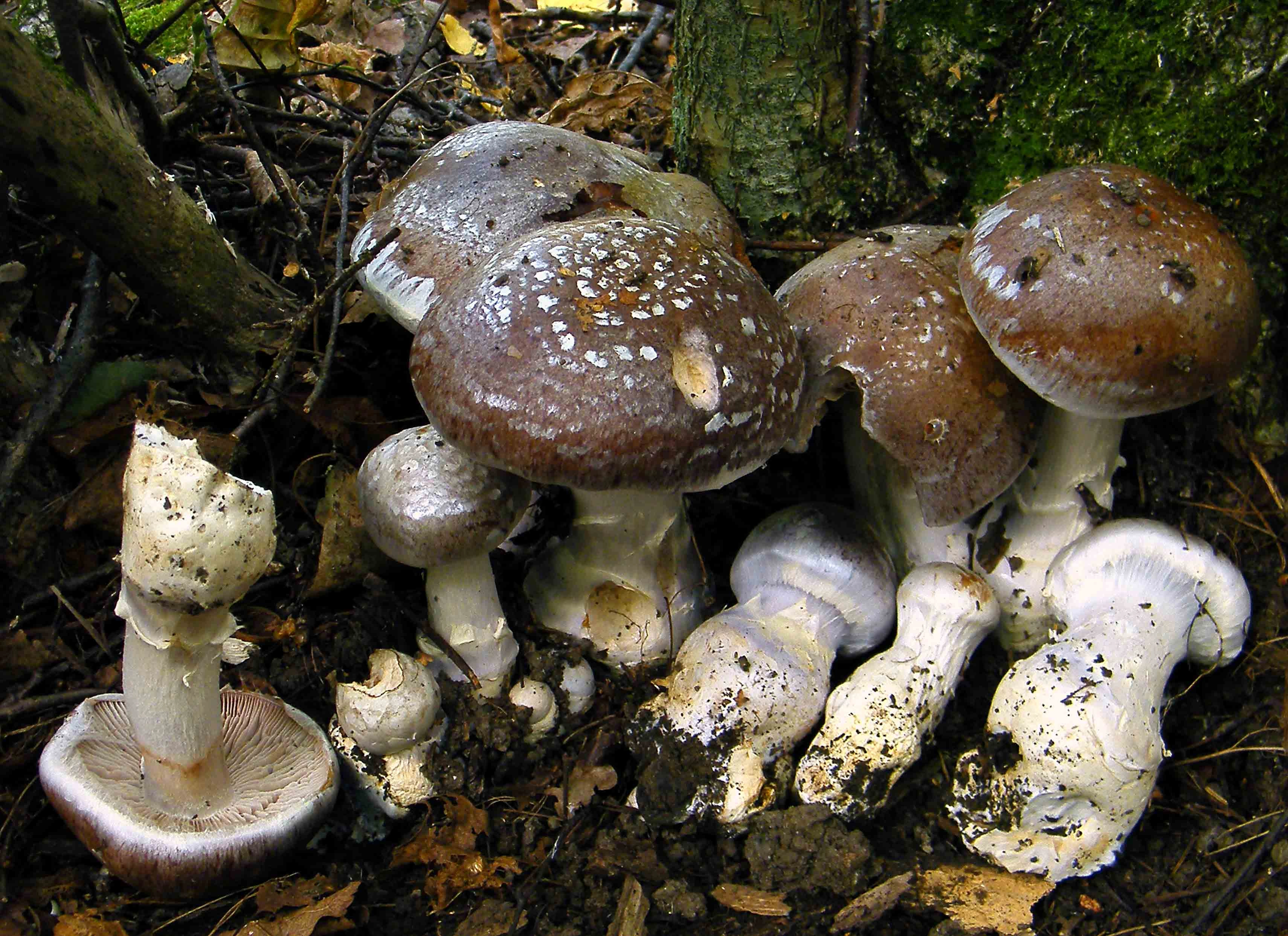 : Cortinarius praestans.