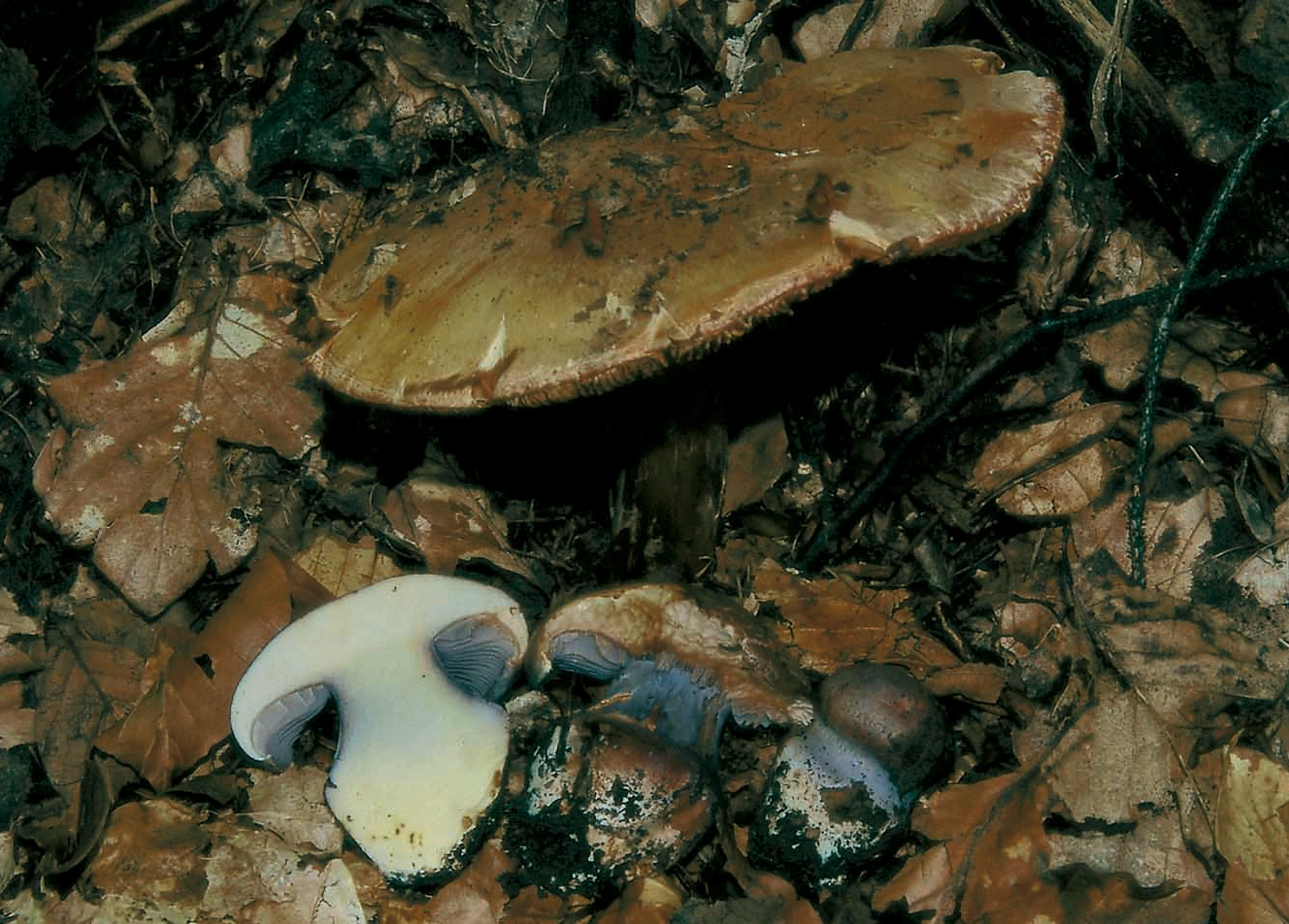 : Cortinarius prasinocyaneus.