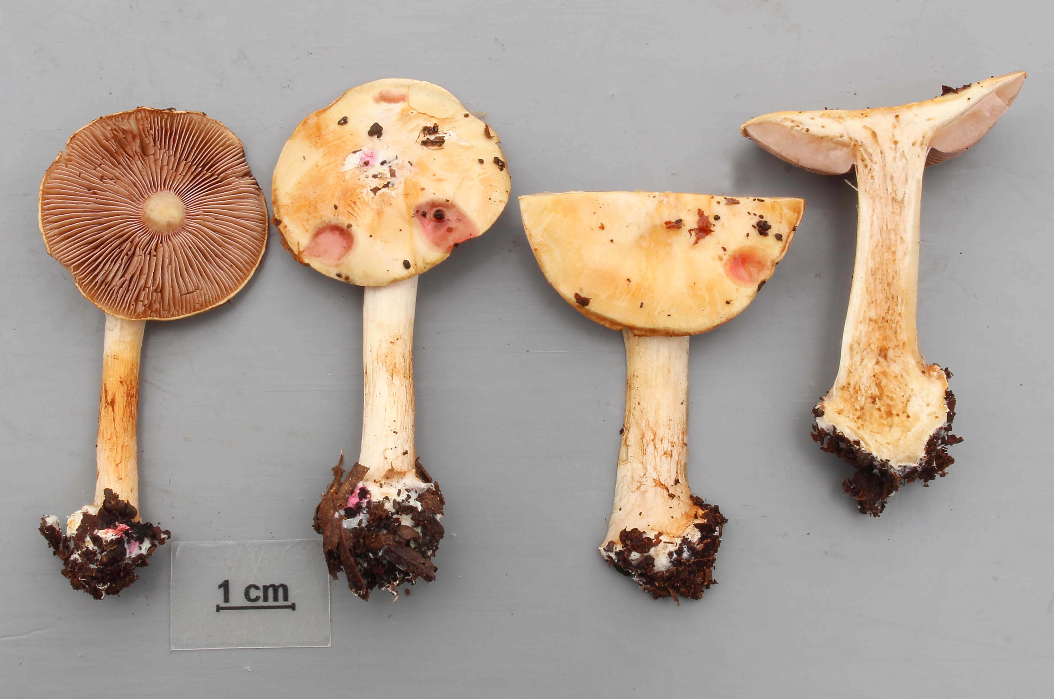 : Cortinarius pseudogracilior.