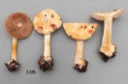 : Cortinarius pseudogracilior.