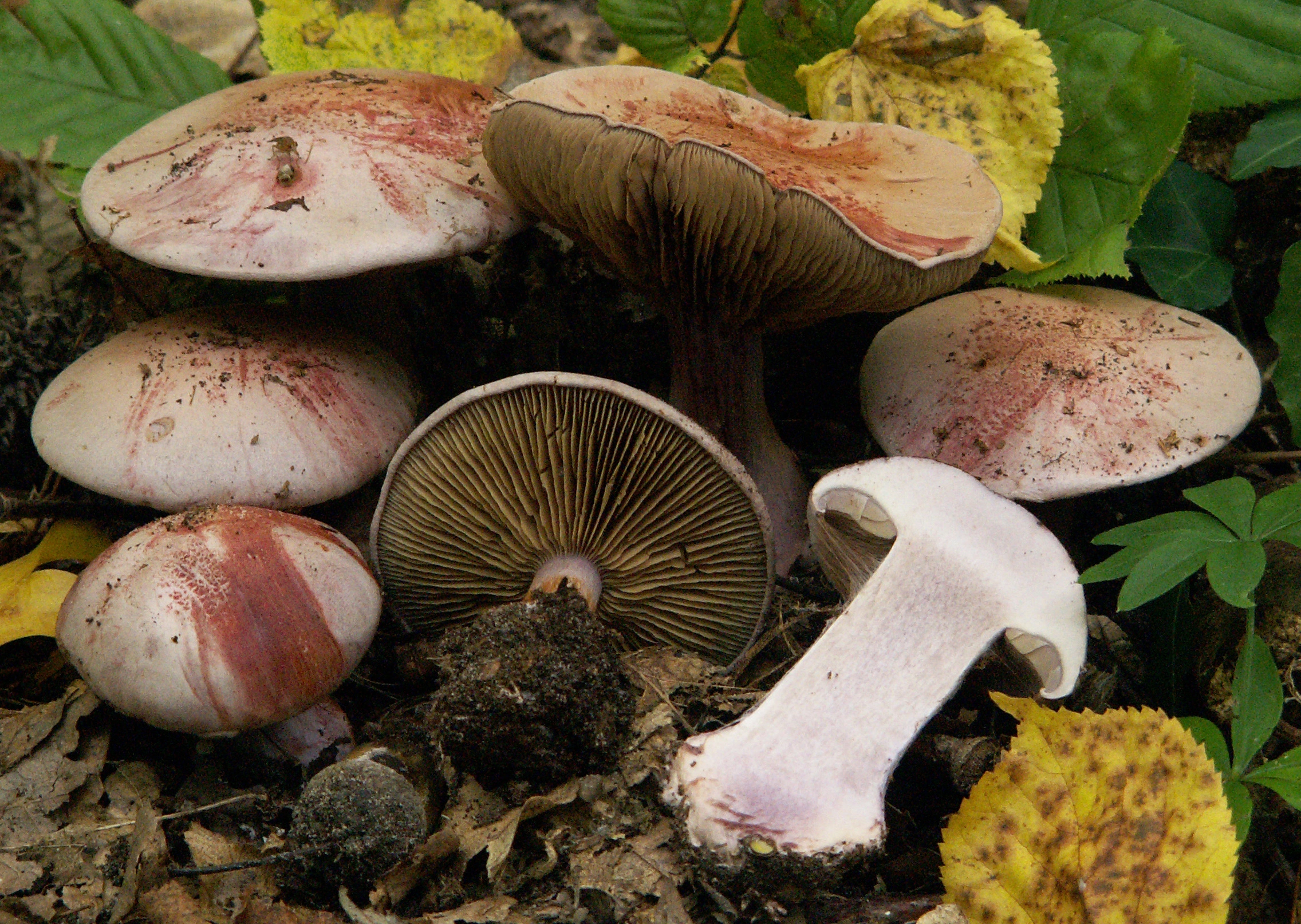 : Cortinarius rufo-olivaceus.