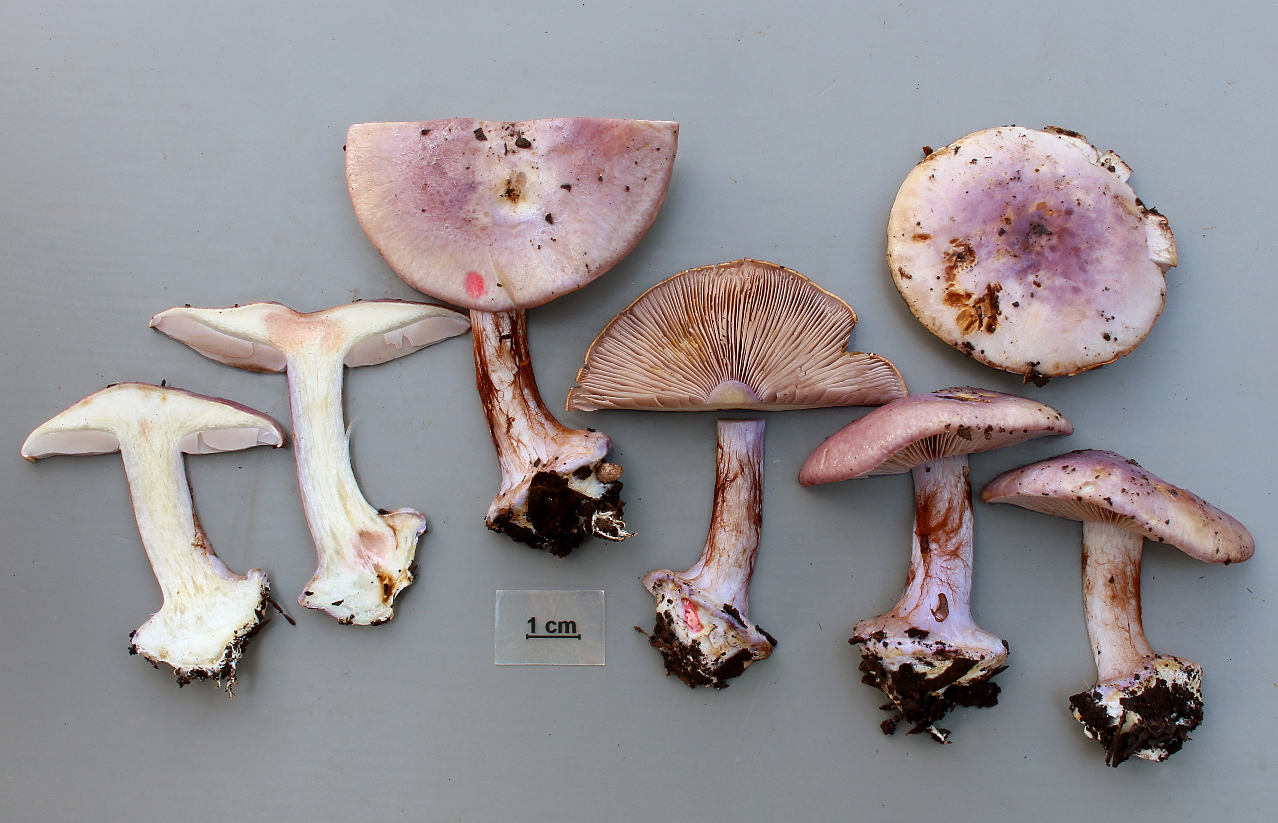 : Cortinarius sodagnitus.