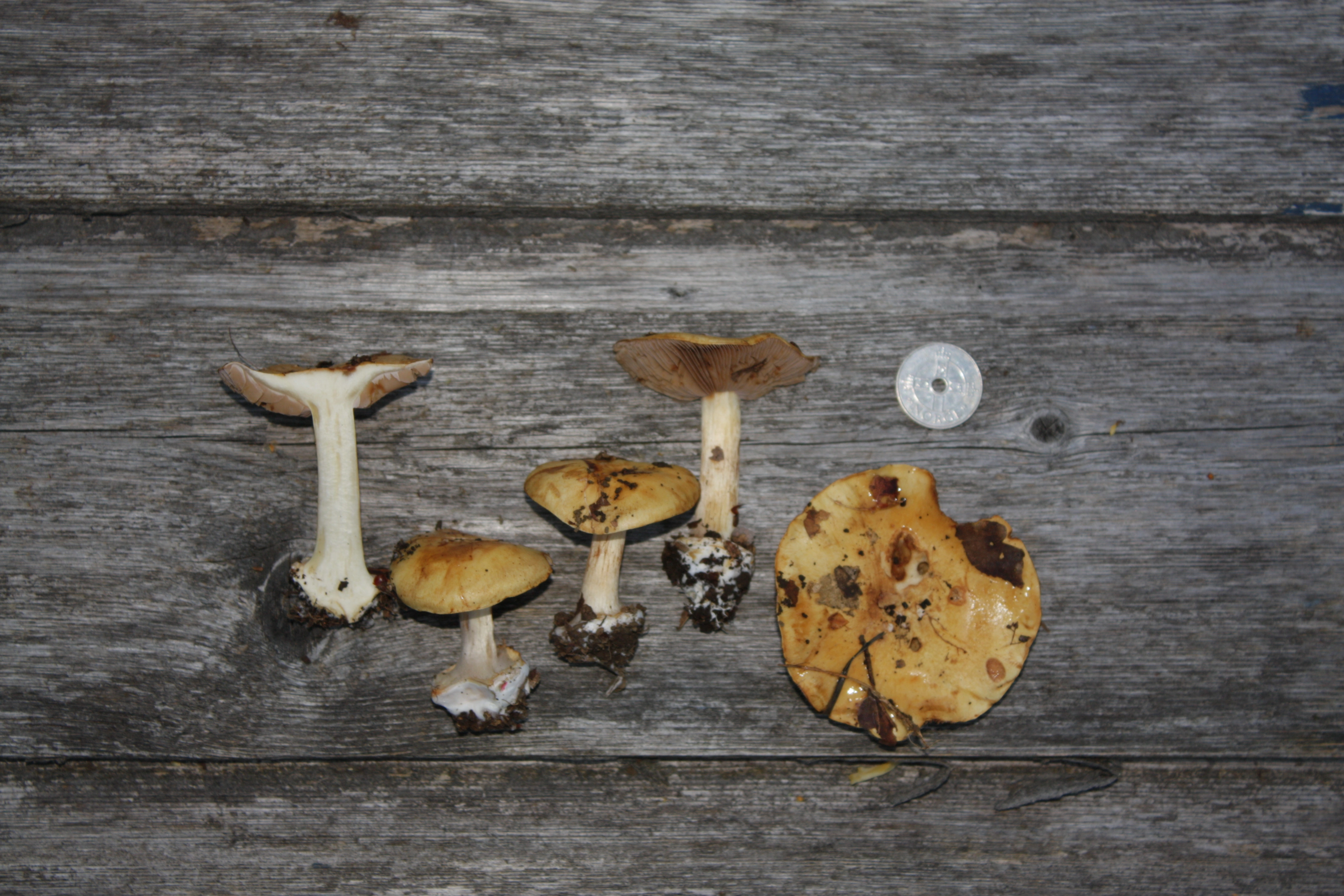 : Cortinarius subgracilis.