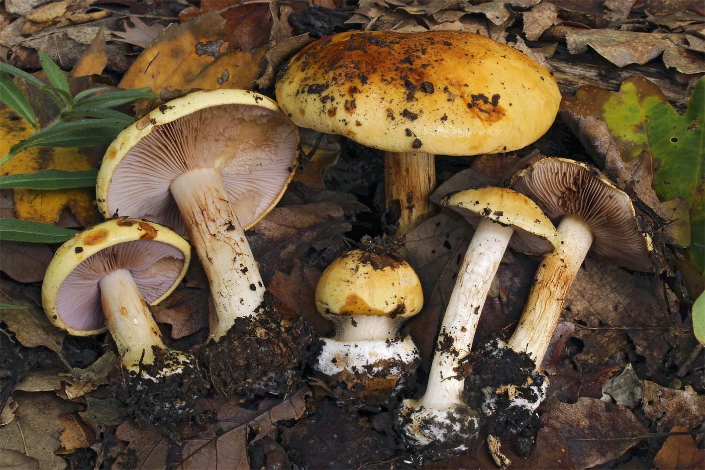 : Cortinarius sublilacinopes.