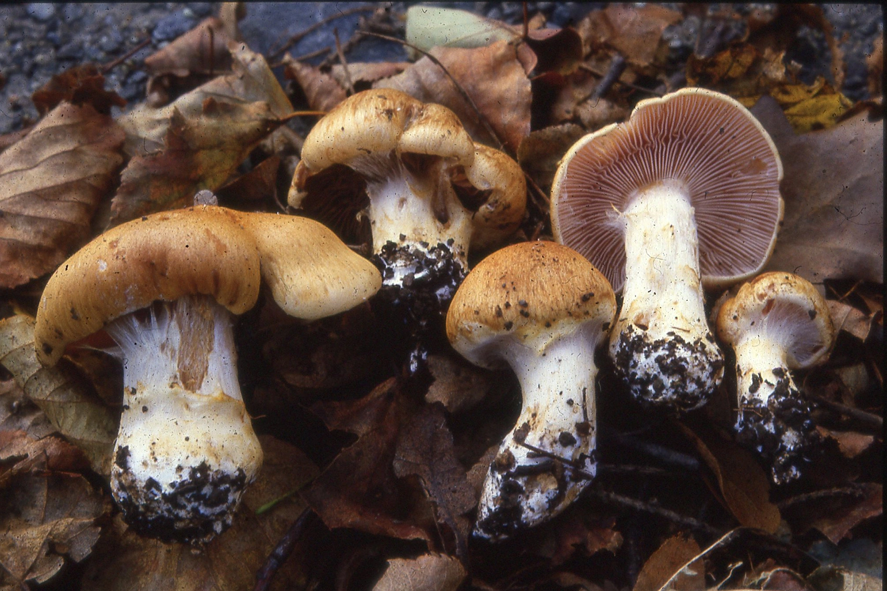 : Cortinarius tiliae.