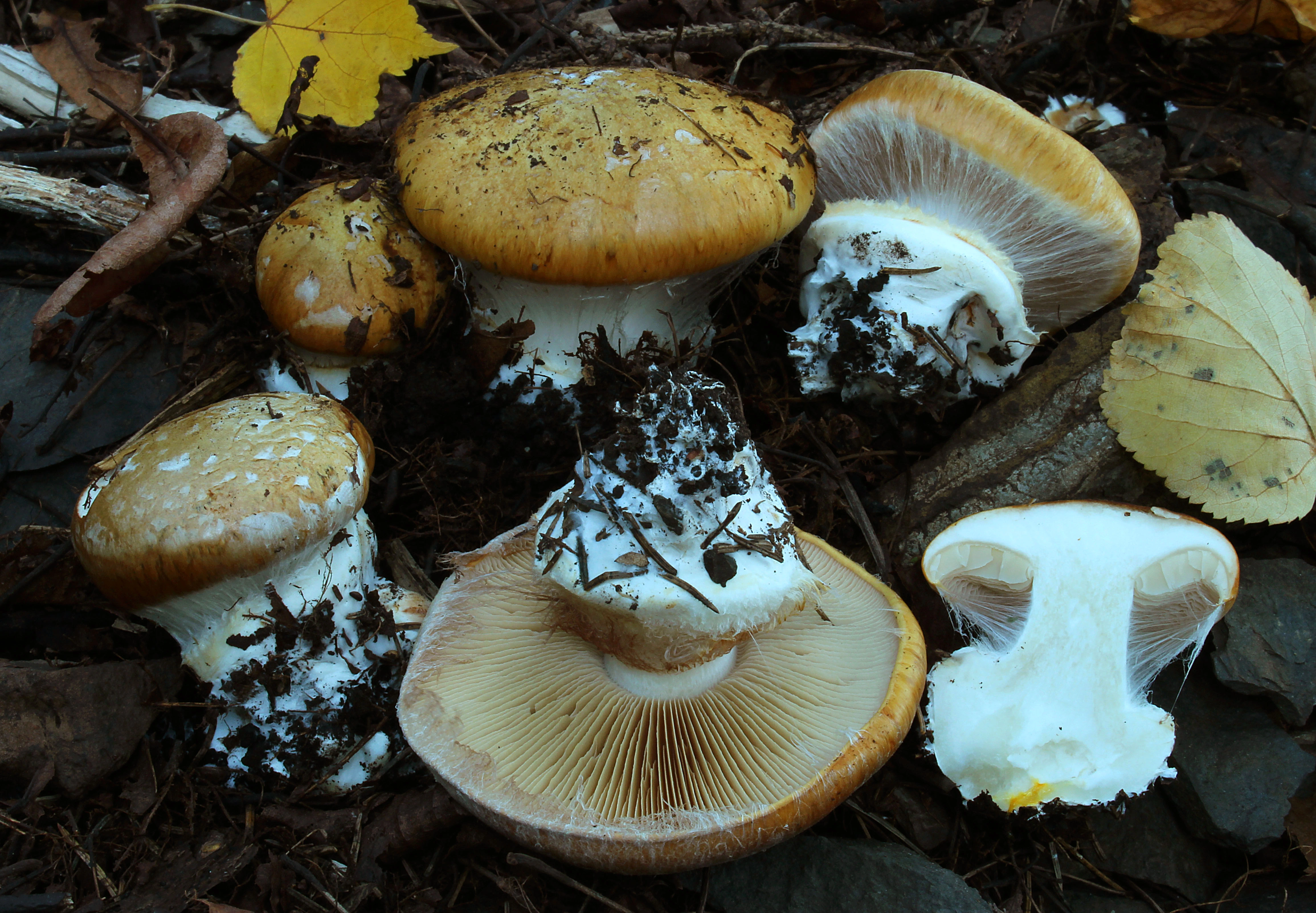 : Cortinarius saporatus.