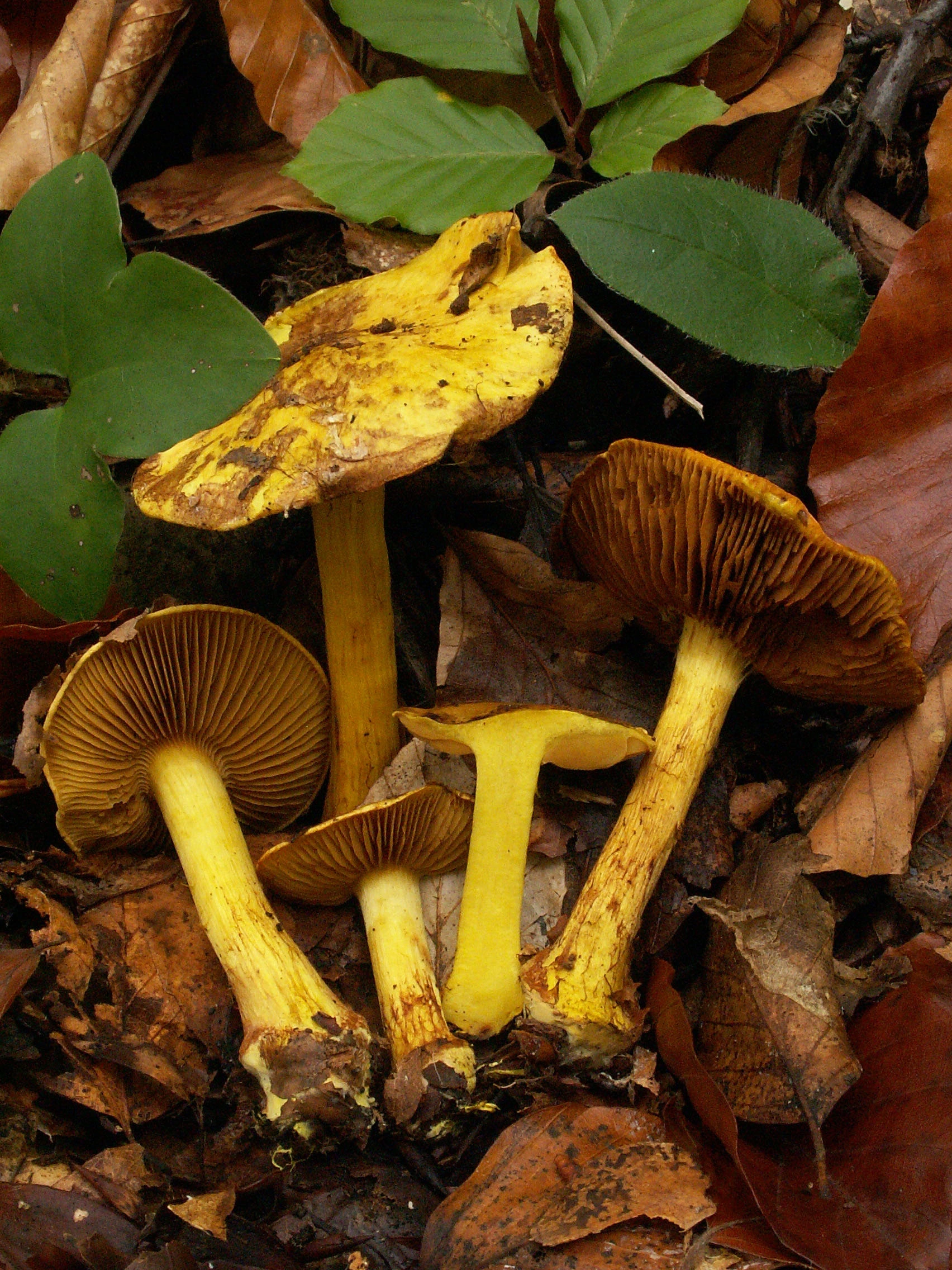 : Cortinarius splendens.