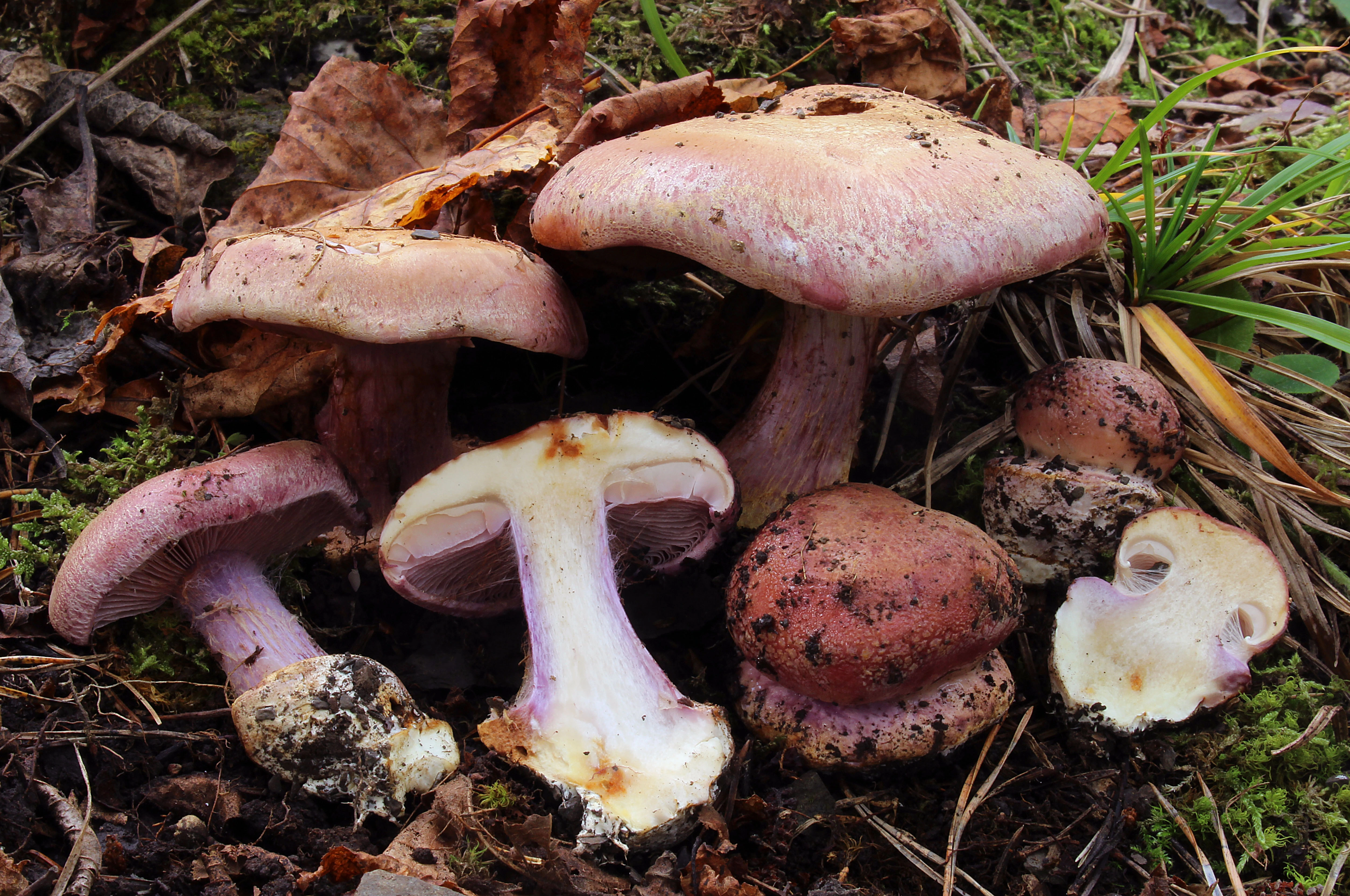 : Cortinarius suaveolens.