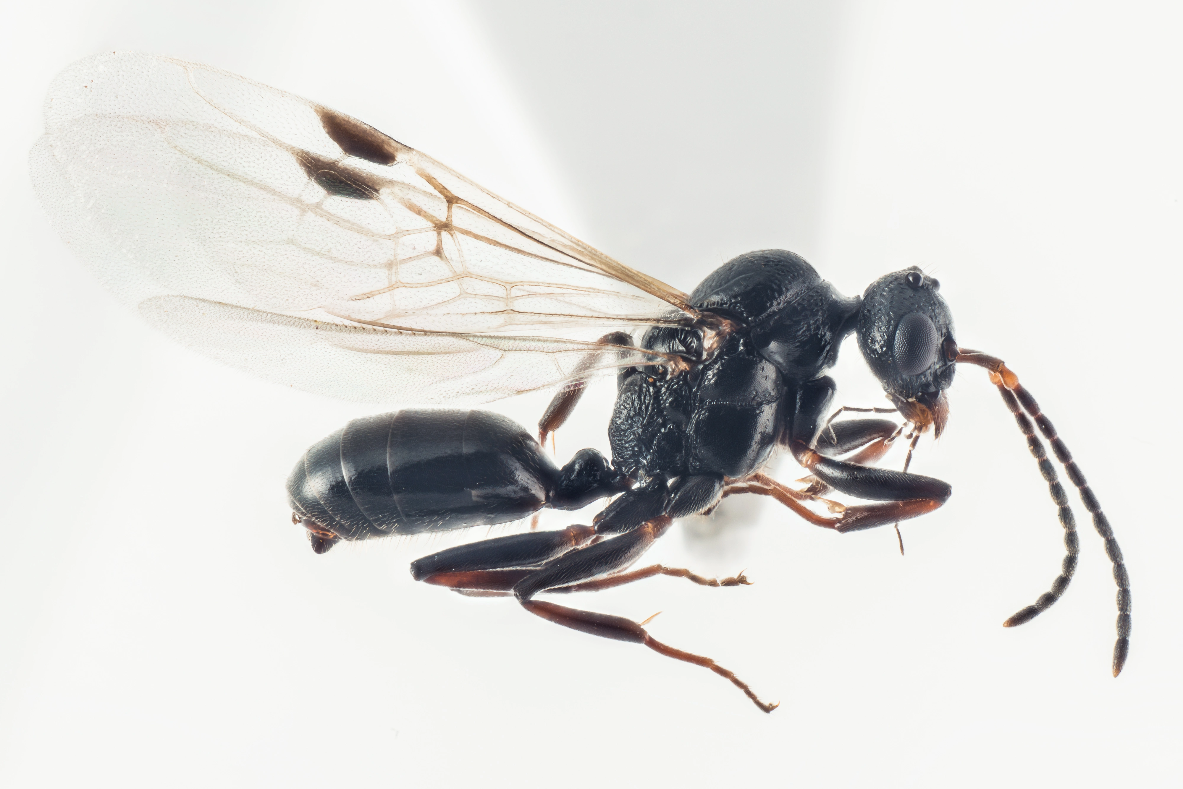 : Dolichoderus quadripunctatus.