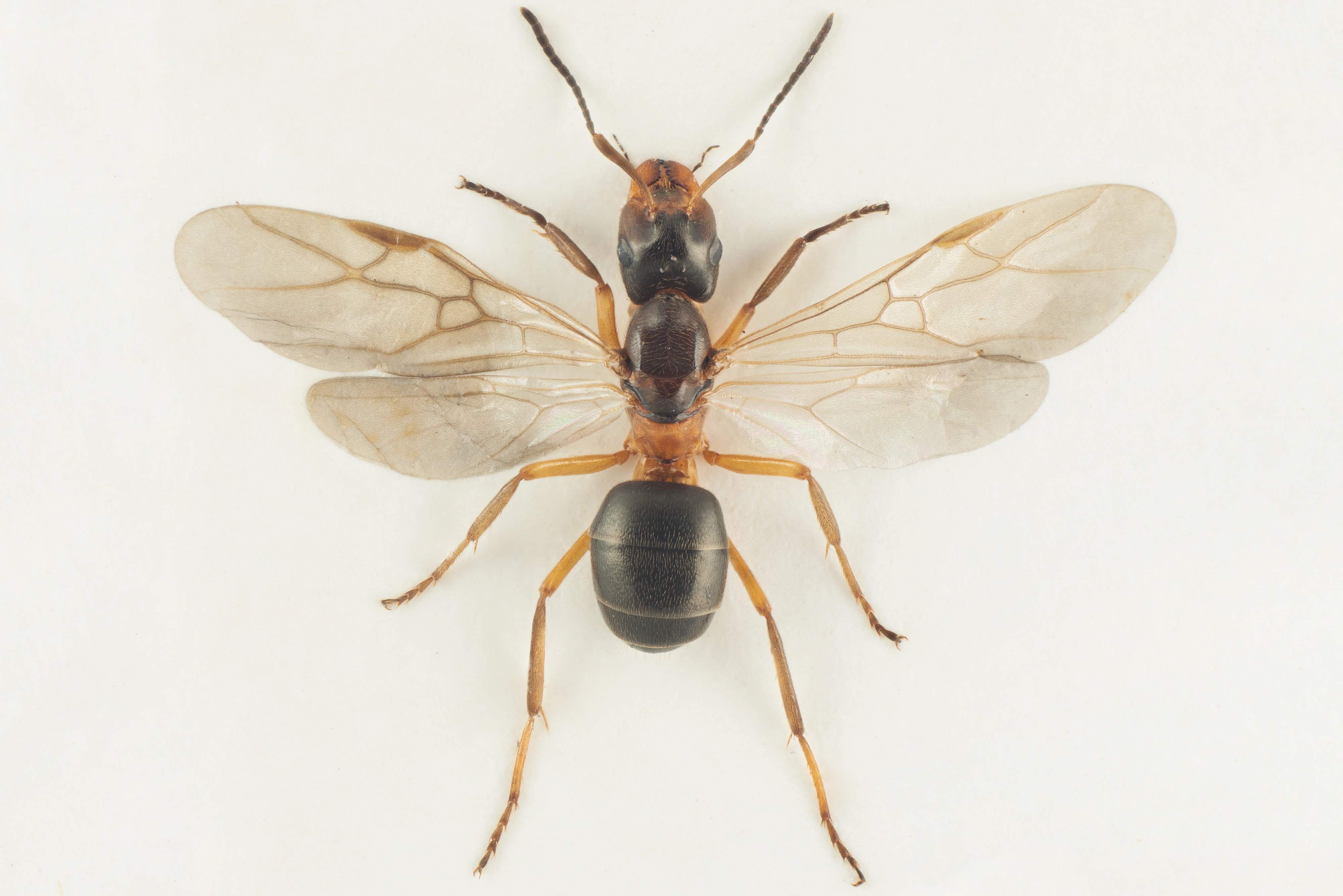 : Formica (Coptoformica) fennica.