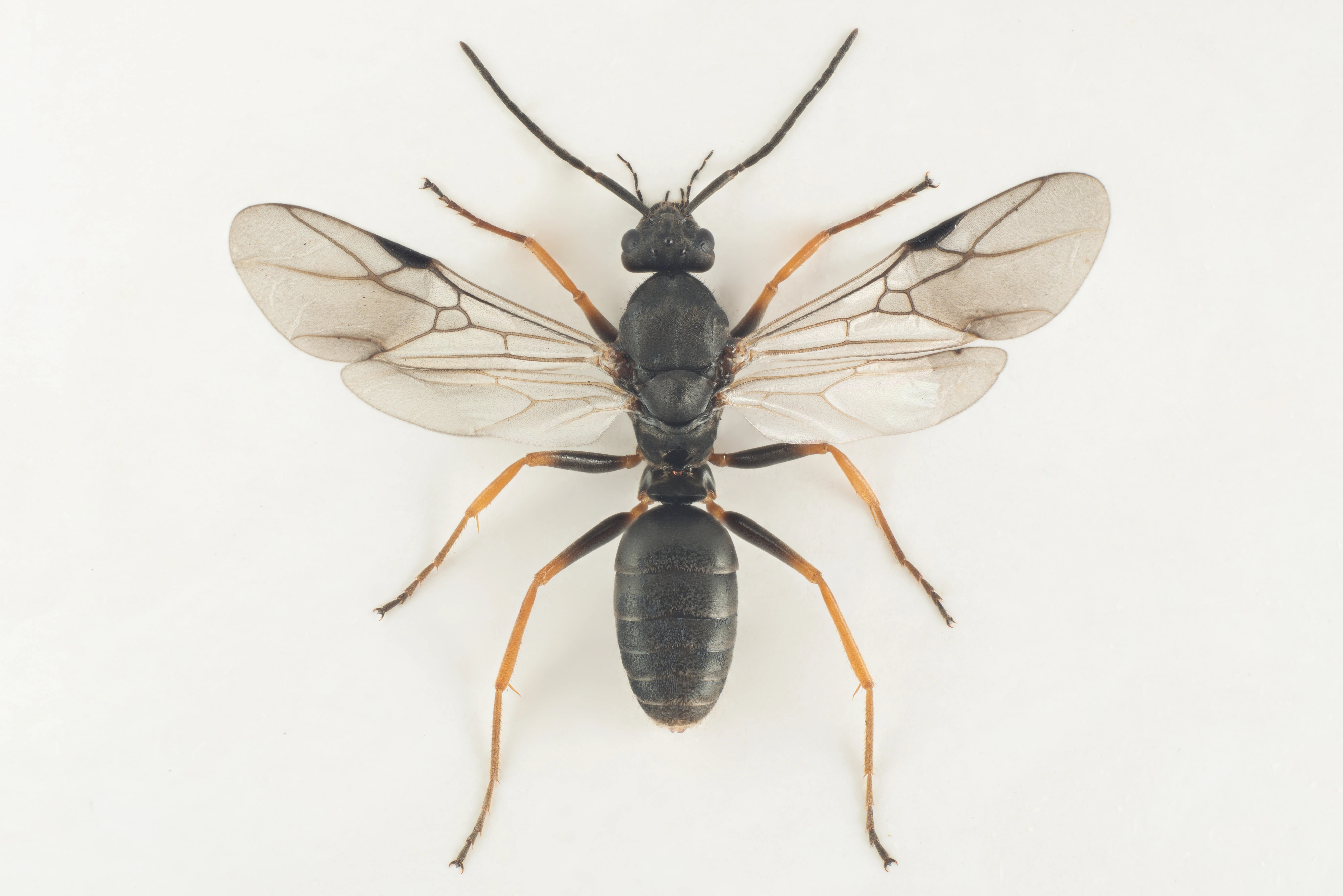 : Formica (Serviformica) rufibarbis.