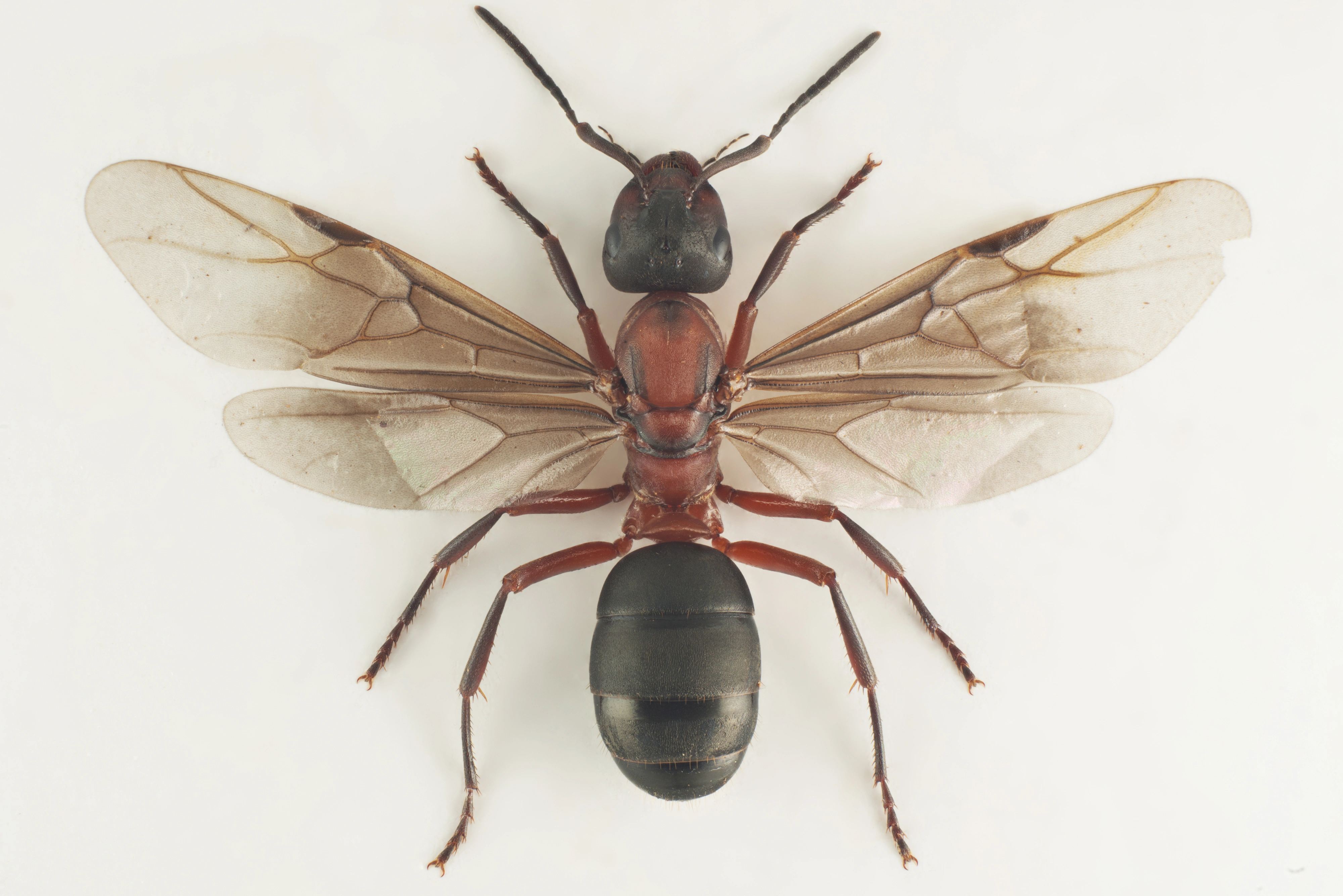 : Formica (Raptoformica) sanguinea.