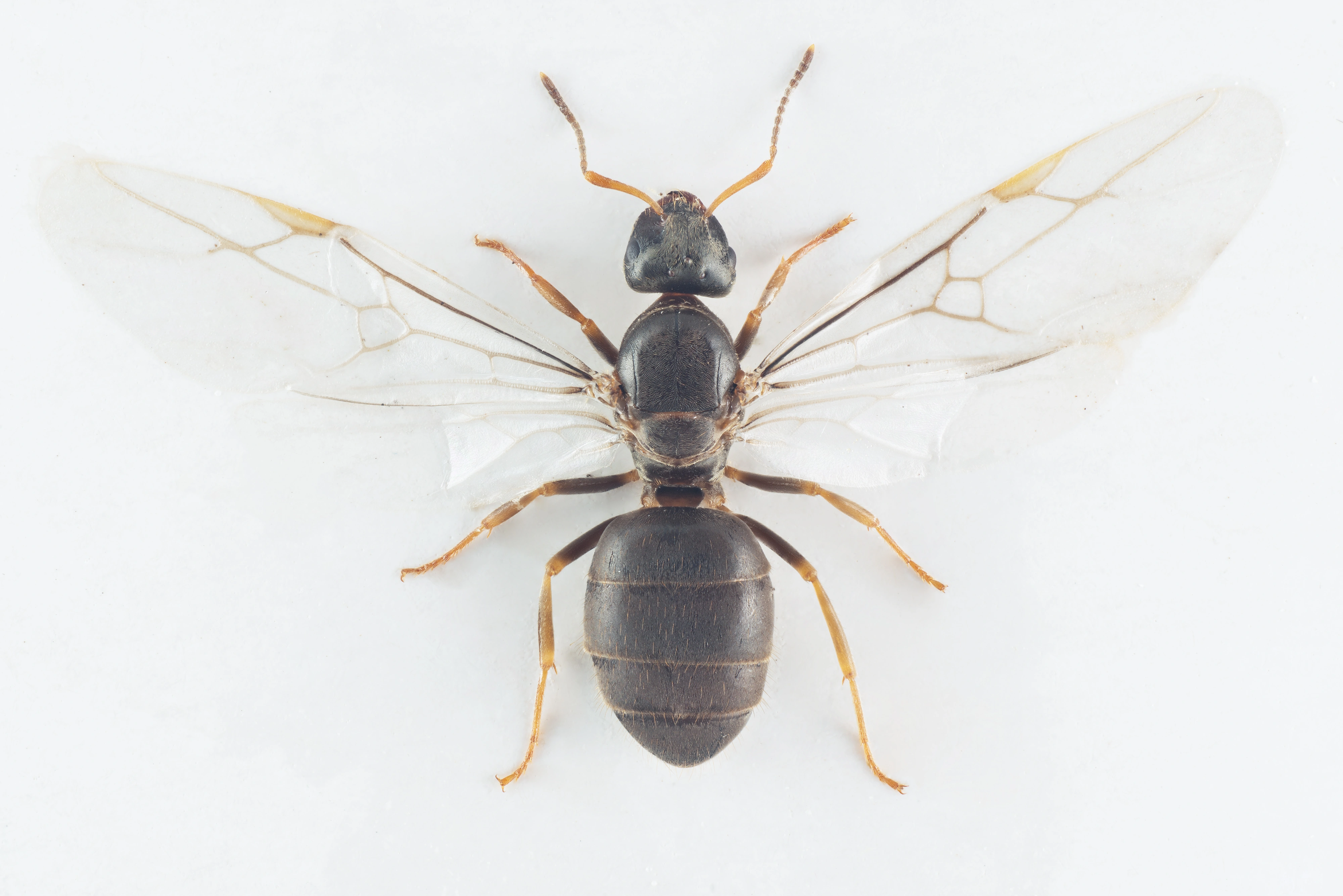 : Lasius platythorax.