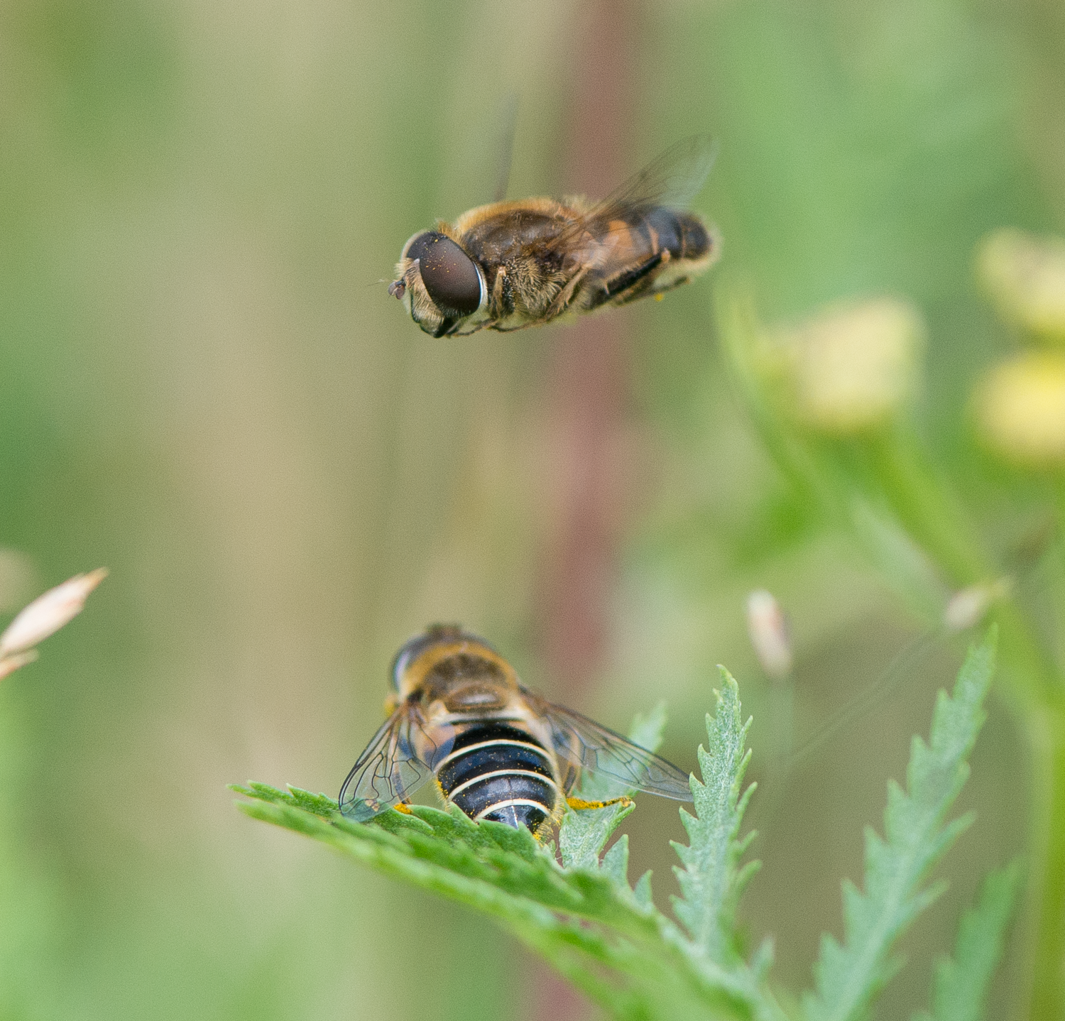 : Eristalis nemorum.