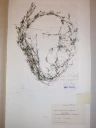 : Chara globularis. : Chara virgata.