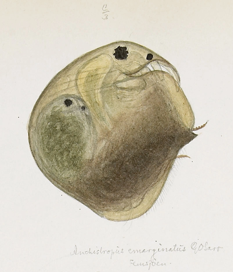 : Anchistropus emarginatus.