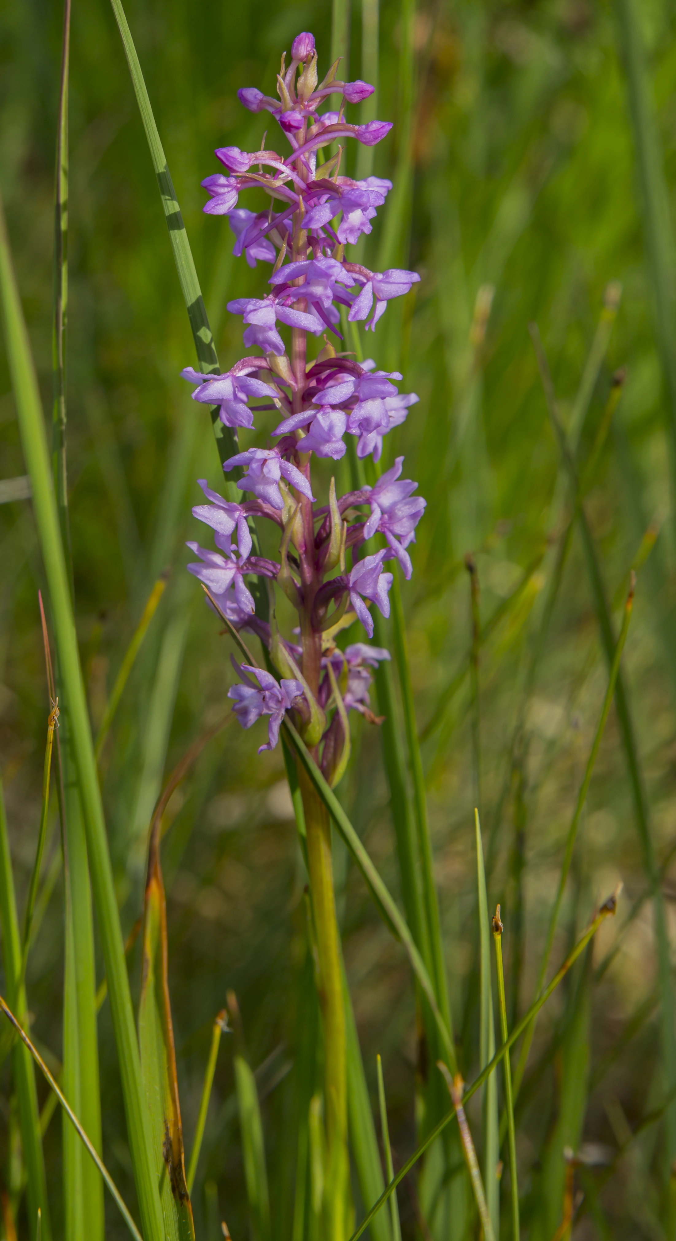 : Gymnadenia conopsea.