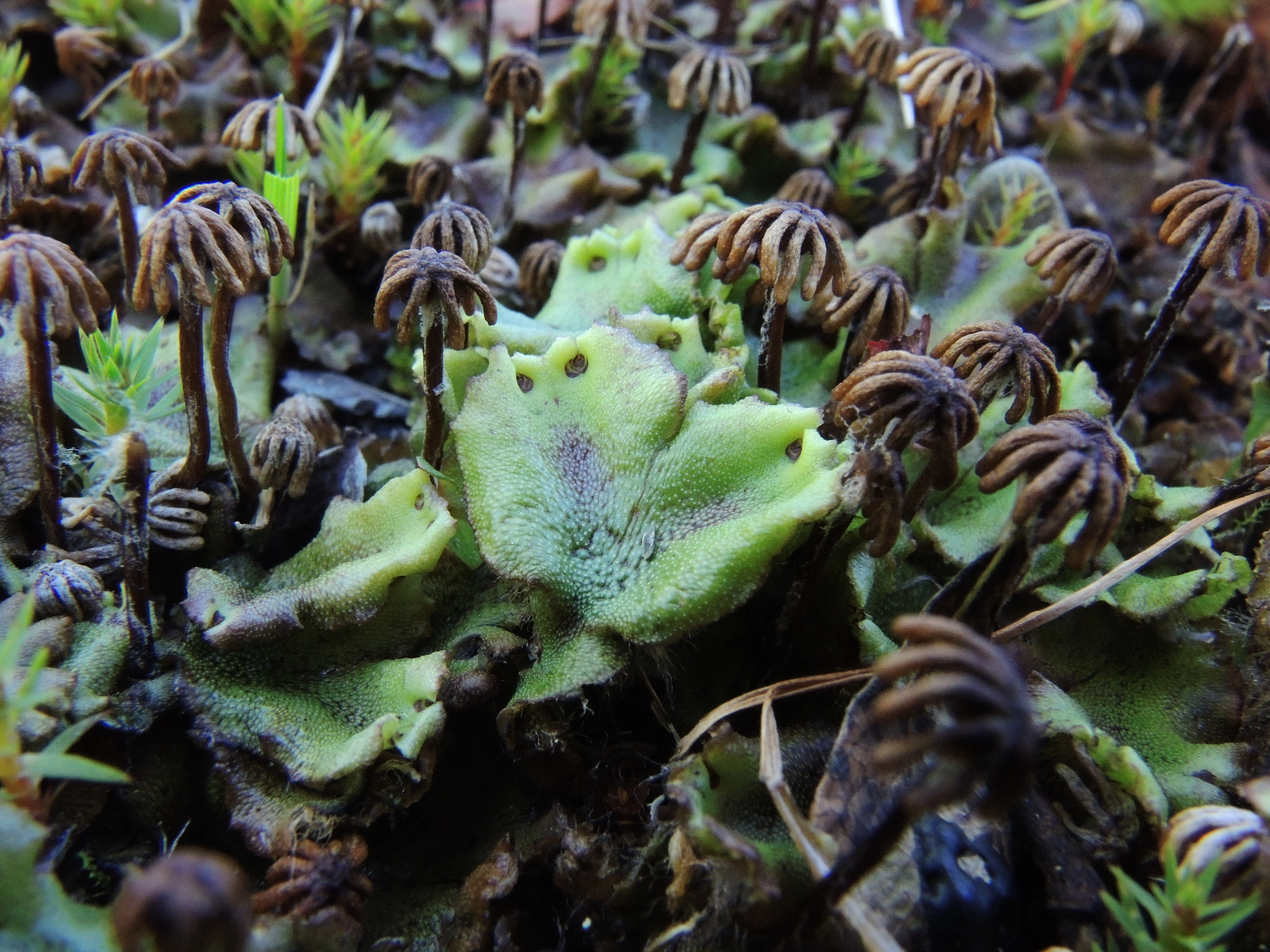 : Marchantia polymorpha.