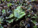 : Marchantia polymorpha.