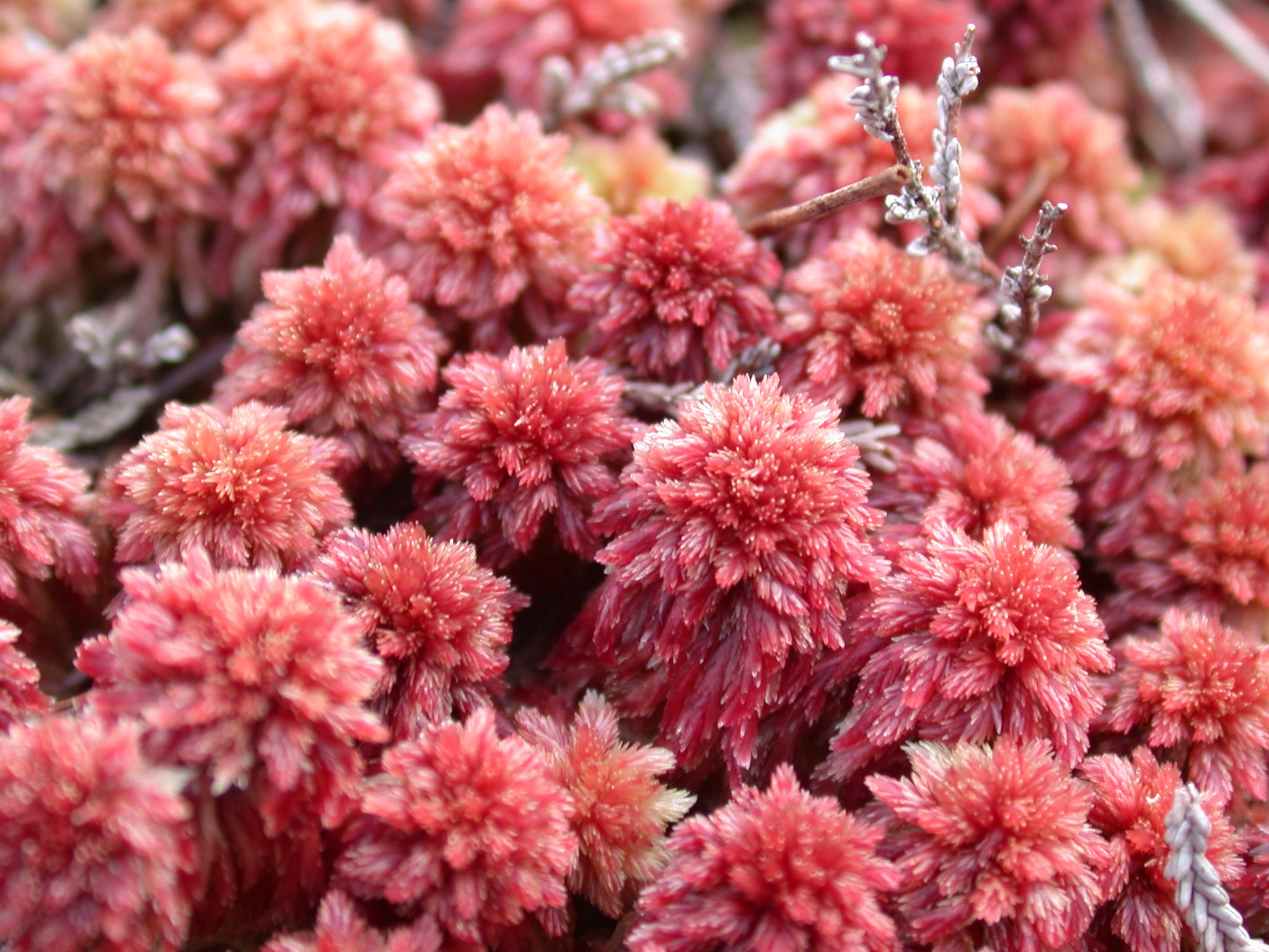 : Sphagnum capillifolium.