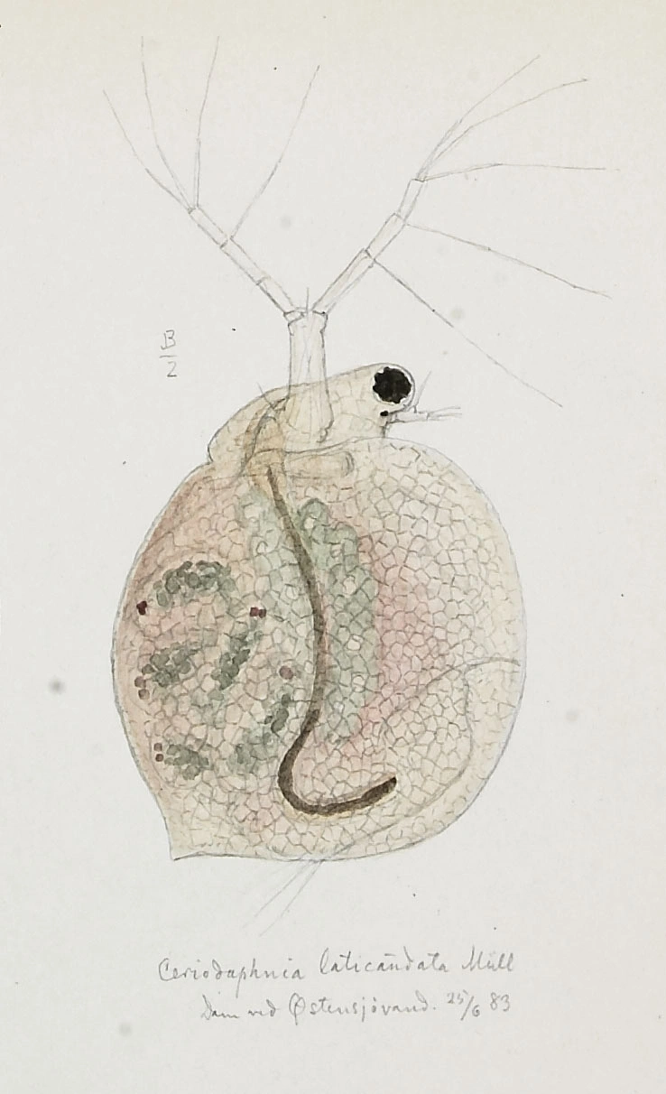 : Ceriodaphnia laticaudata.