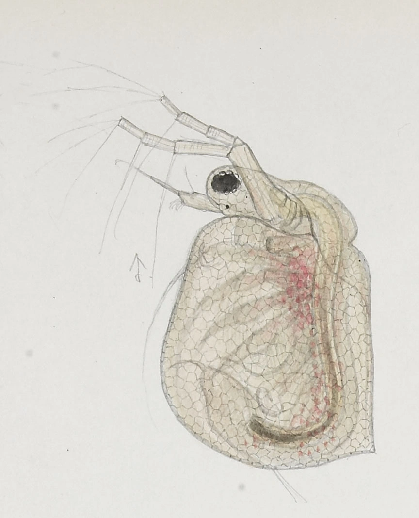 : Ceriodaphnia laticaudata.