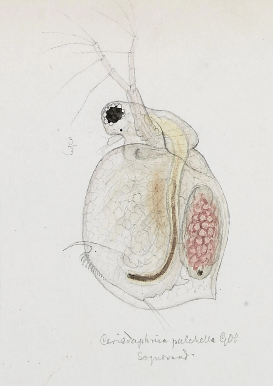 : Ceriodaphnia pulchella.