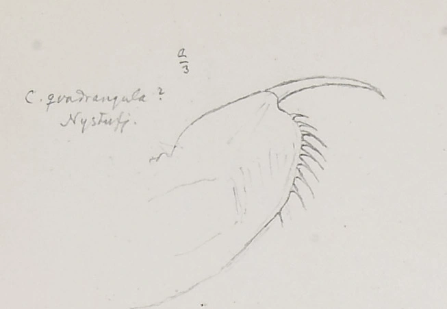 : Ceriodaphnia quadrangula.